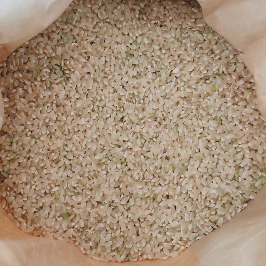 新米【玄米】特別栽培米こしひかり 20kg 令和8年産 節減対象農薬6割減
