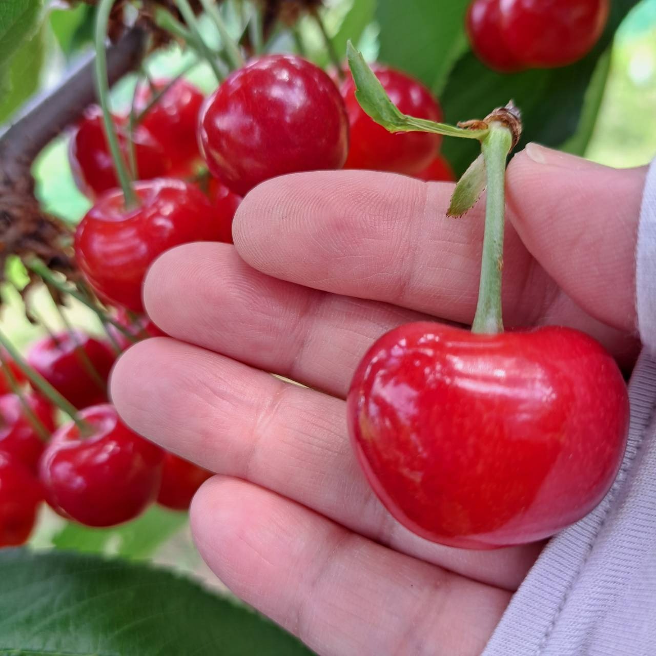 予約販売】増毛町直送！朝摘みさくらんぼ1kg「佐藤錦」500g×2パック