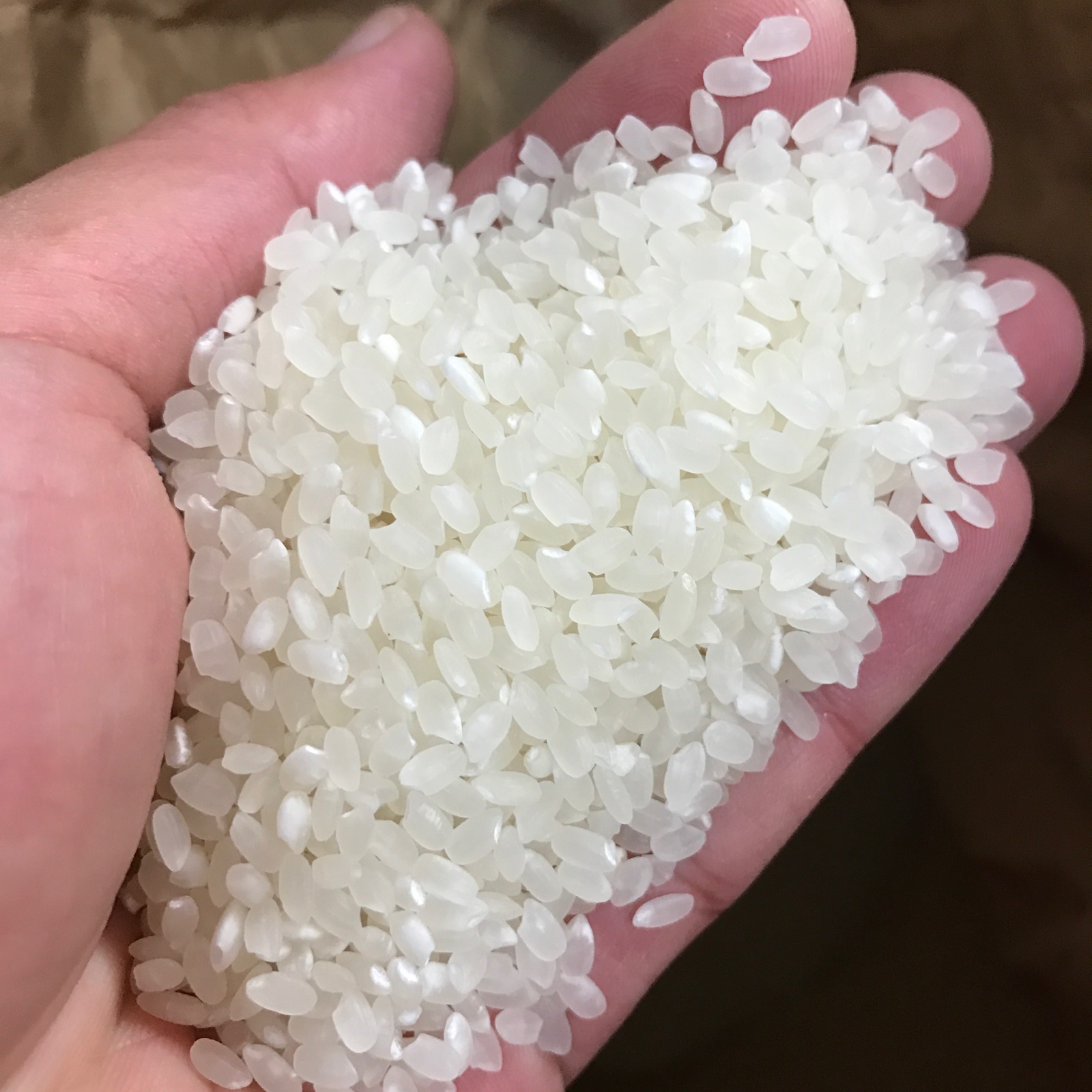 新米令和7年 淡路島産 キヌヒカリ 100% 5キロ ｜ 米・穀物/米/精米