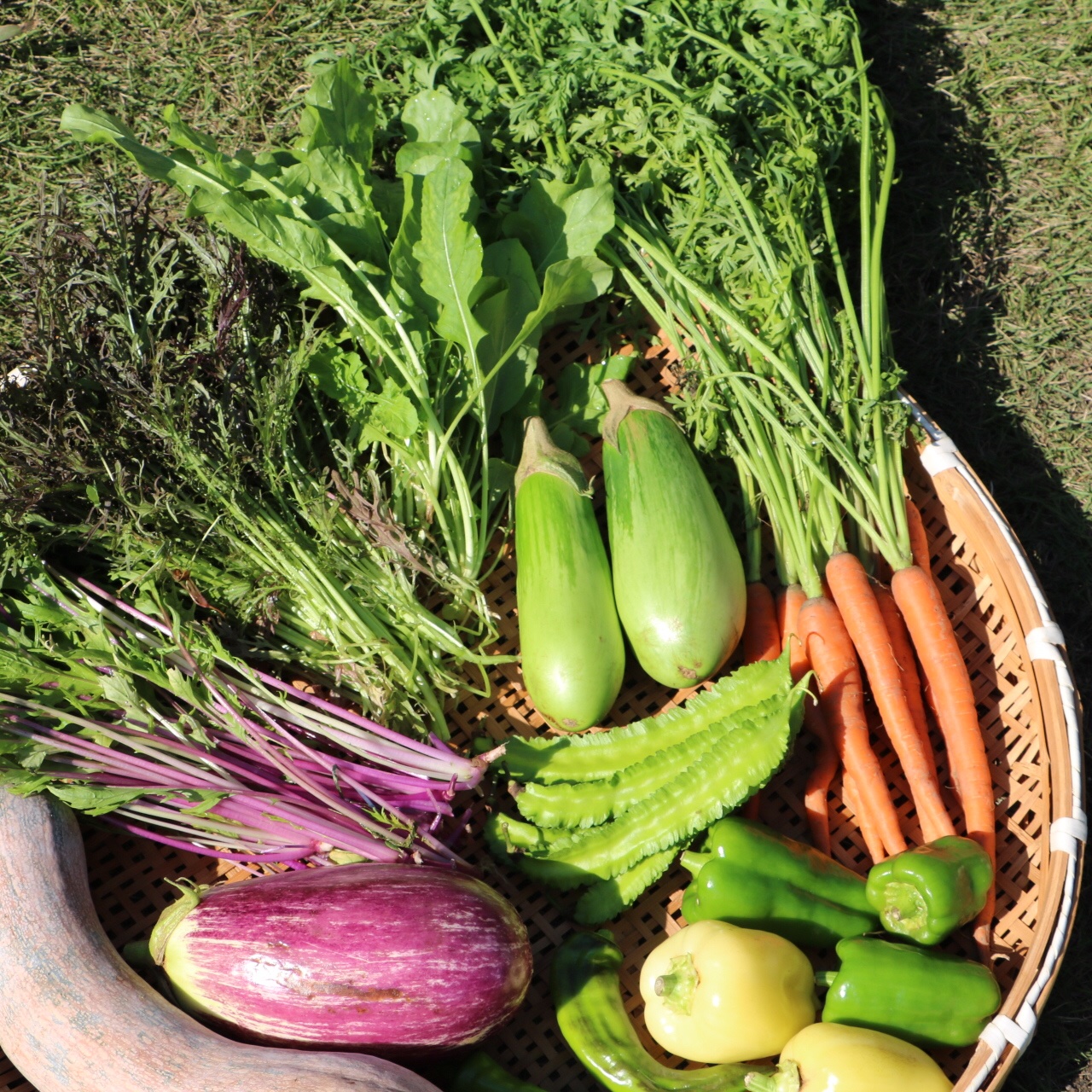 肥料、農薬不使用 季節の野菜セットM ｜ 野菜/野菜セット・詰め合わせ