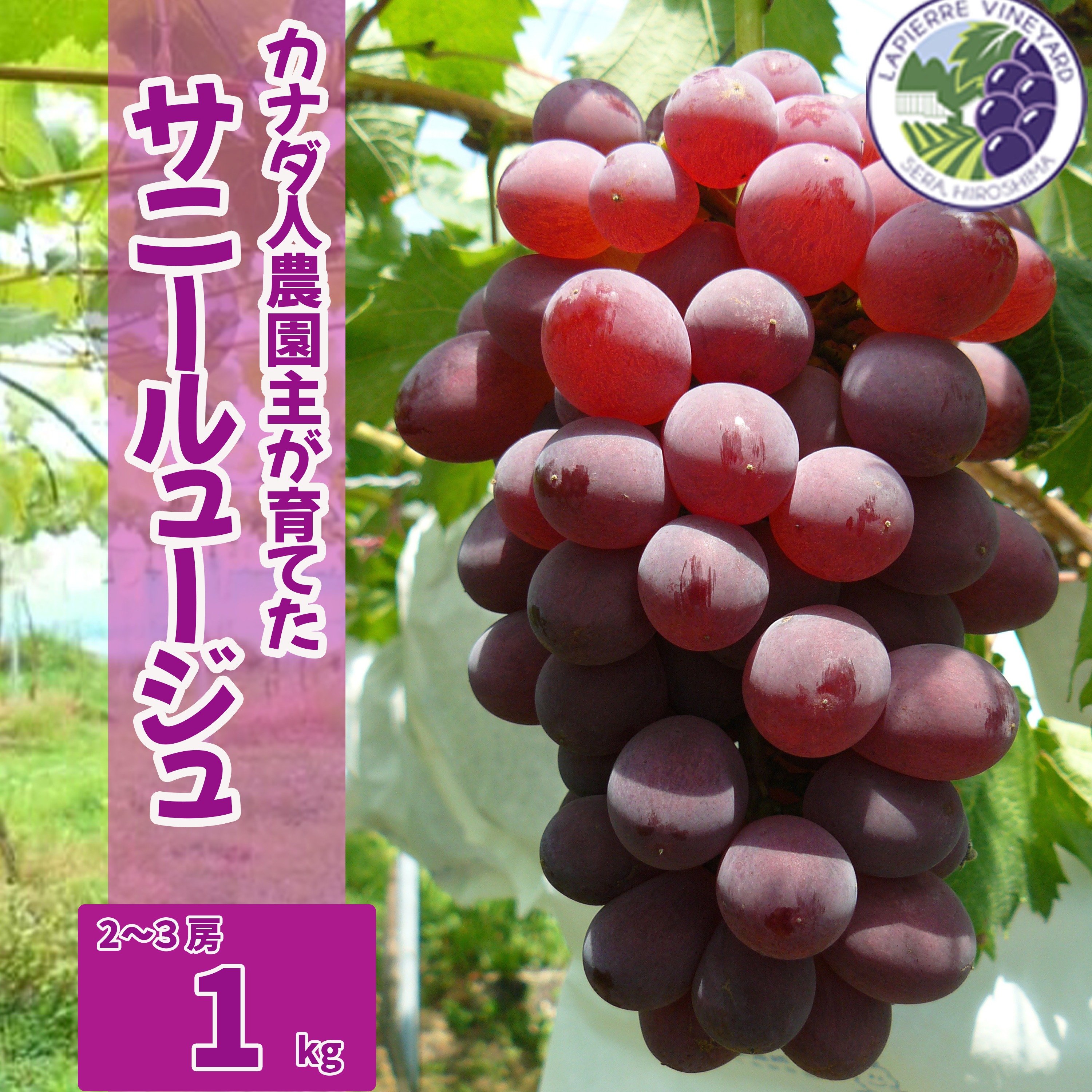 1️⃣ 箱込2.6キロ 山梨県産 サニールージュ 4房入り