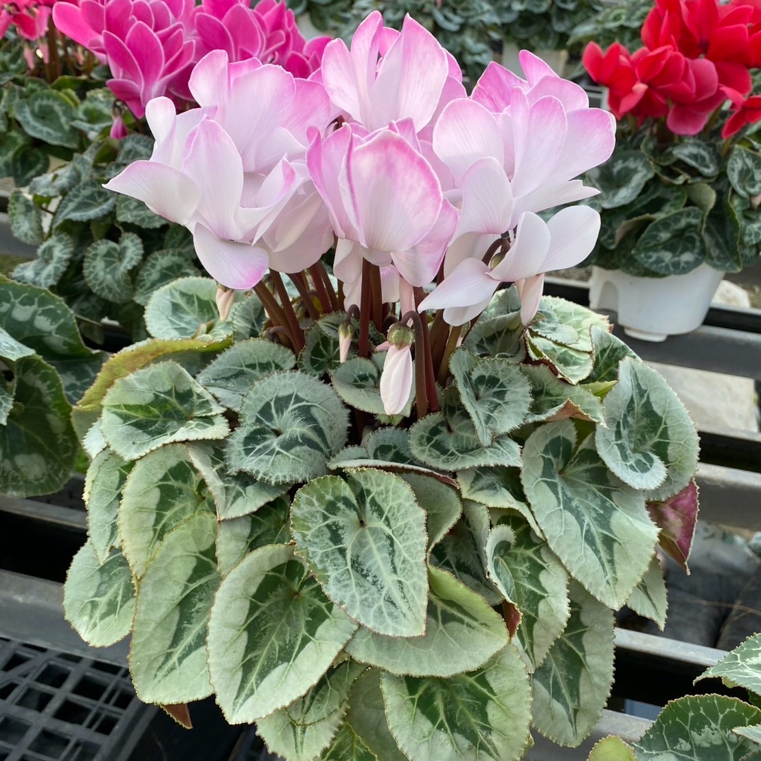 シクラメン6寸鉢 贈答用にも ｜ 花・植物/花・植物 産直アウル 農家