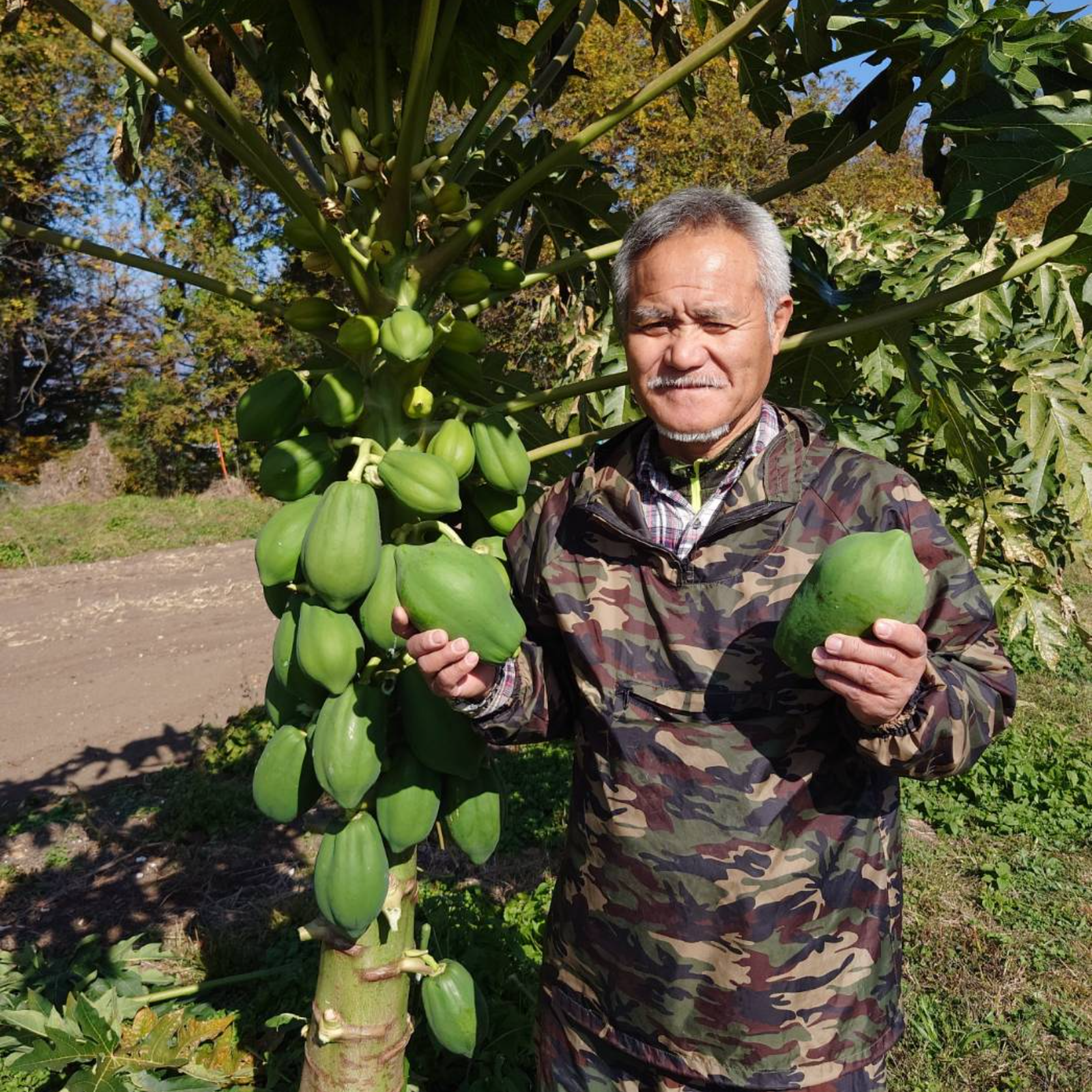 ブランド品種／信州産／無農薬】サンパパイヤ×2個 | 野菜/パパイヤ