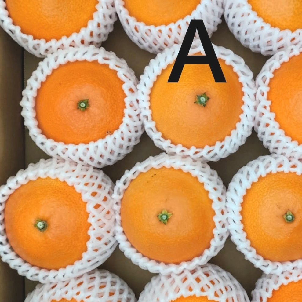 マドンナ10キロと5キロ2箇所送付　近畿地方 マドンナ10キロと5キロ2箇所送付 近畿地方 まどんな3.5キロ(ギフト