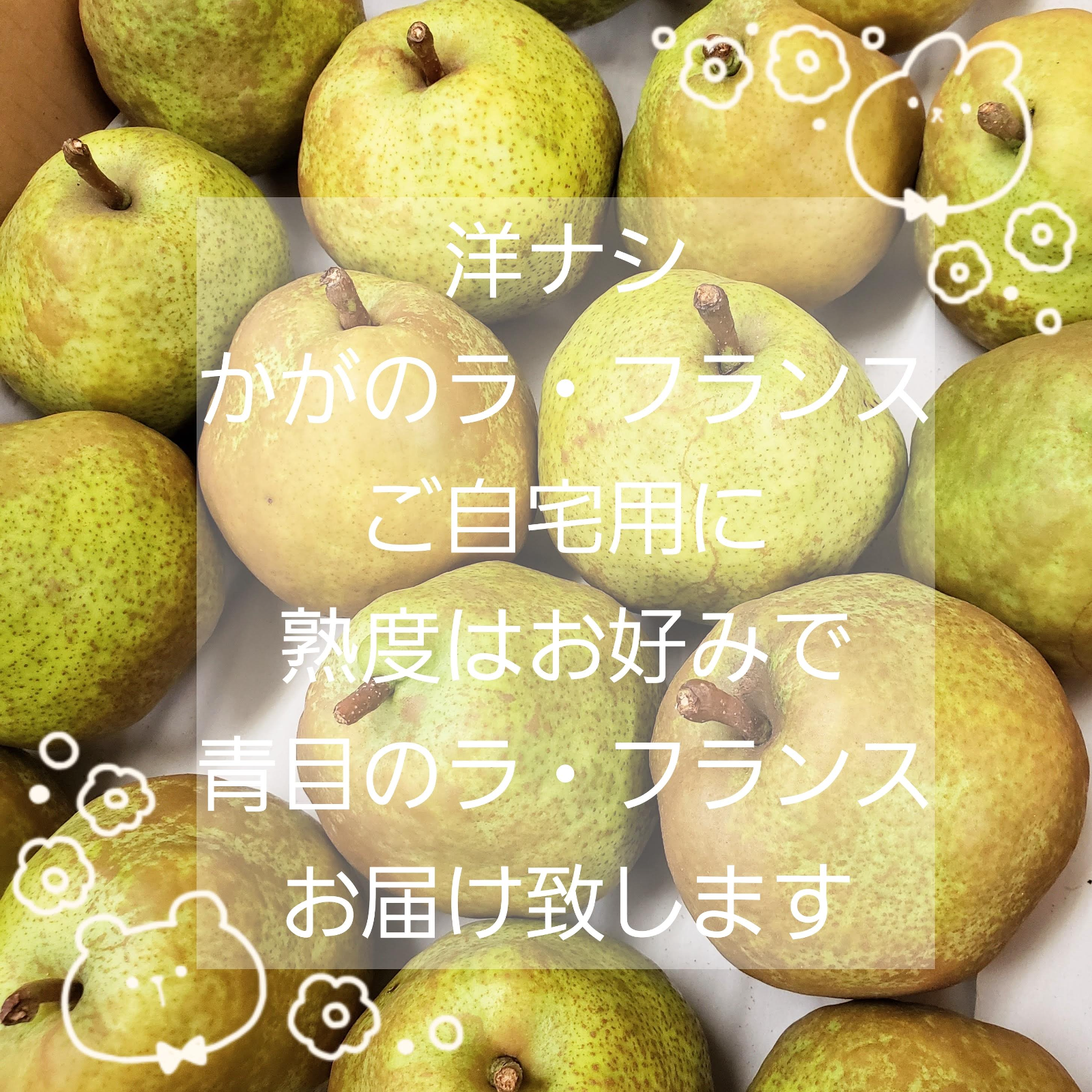 加賀の洋梨！ ラ・フランス！5kg！ ｜ 果物/梨 産直アウル 農家