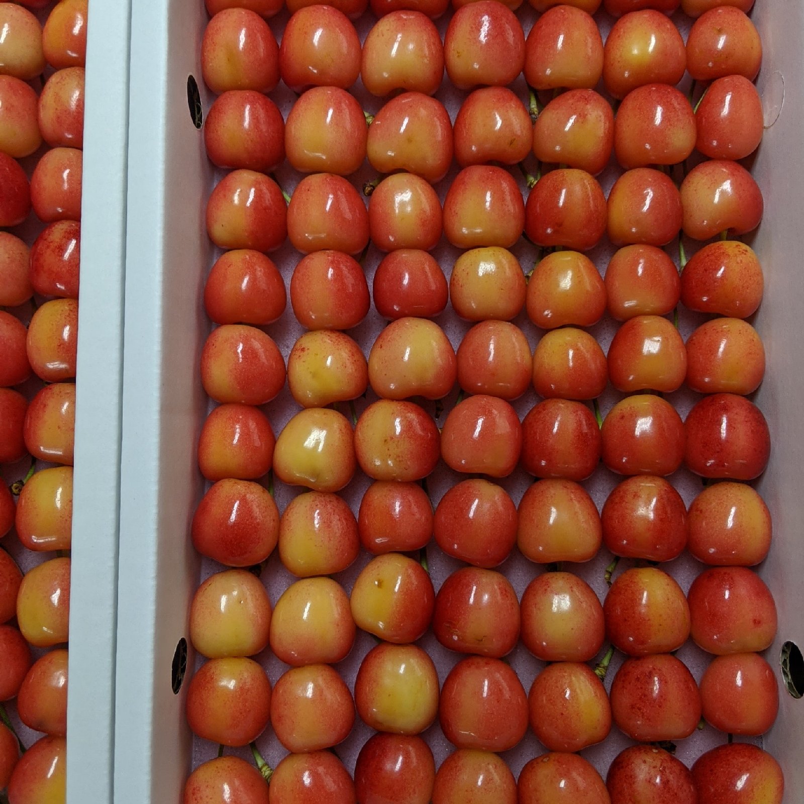 ナポレオン77 | 果物/さくらんぼ 産直アウル 農家から直接野菜などの