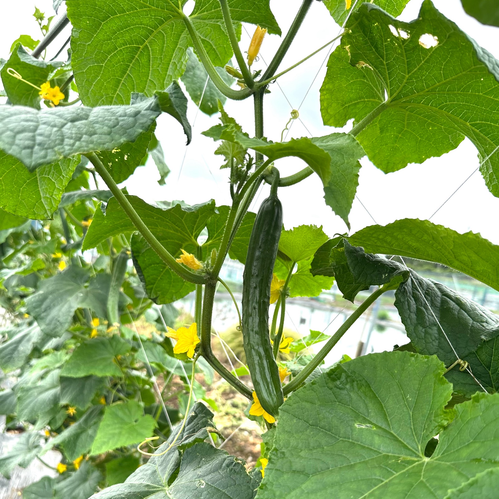 夏野菜セット3種(送料含む) | 野菜/野菜セット・詰め合わせ 産直アウル