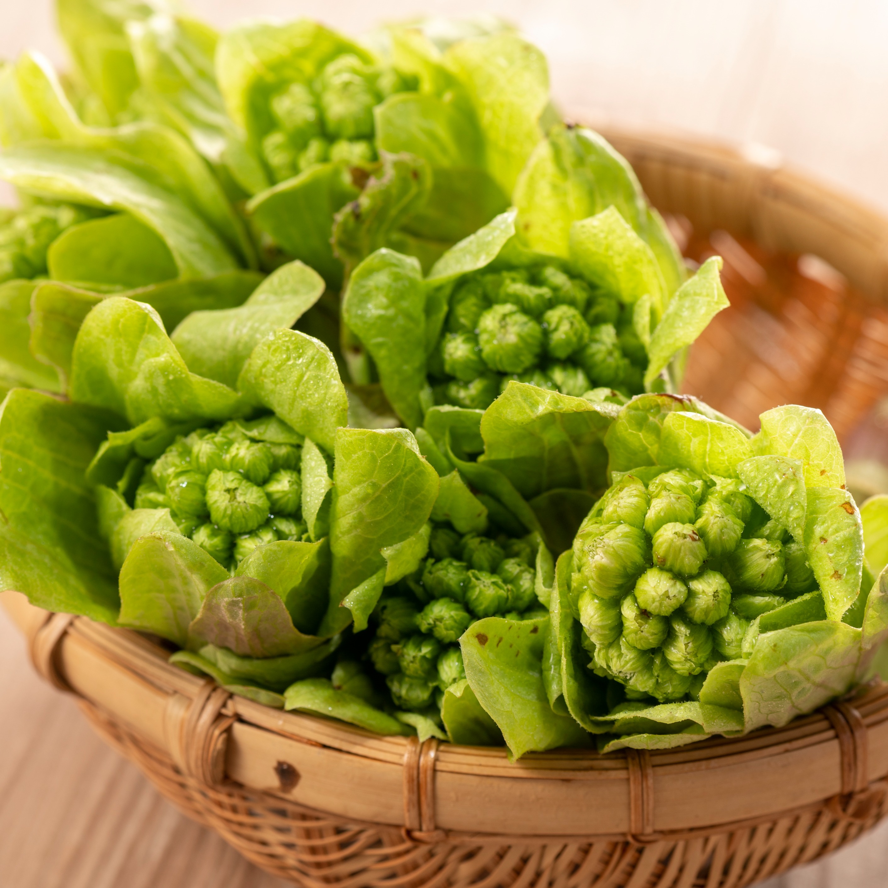 ふきのとう（野菜＞山菜）の産地直送商品一覧（通販・お取り寄せ