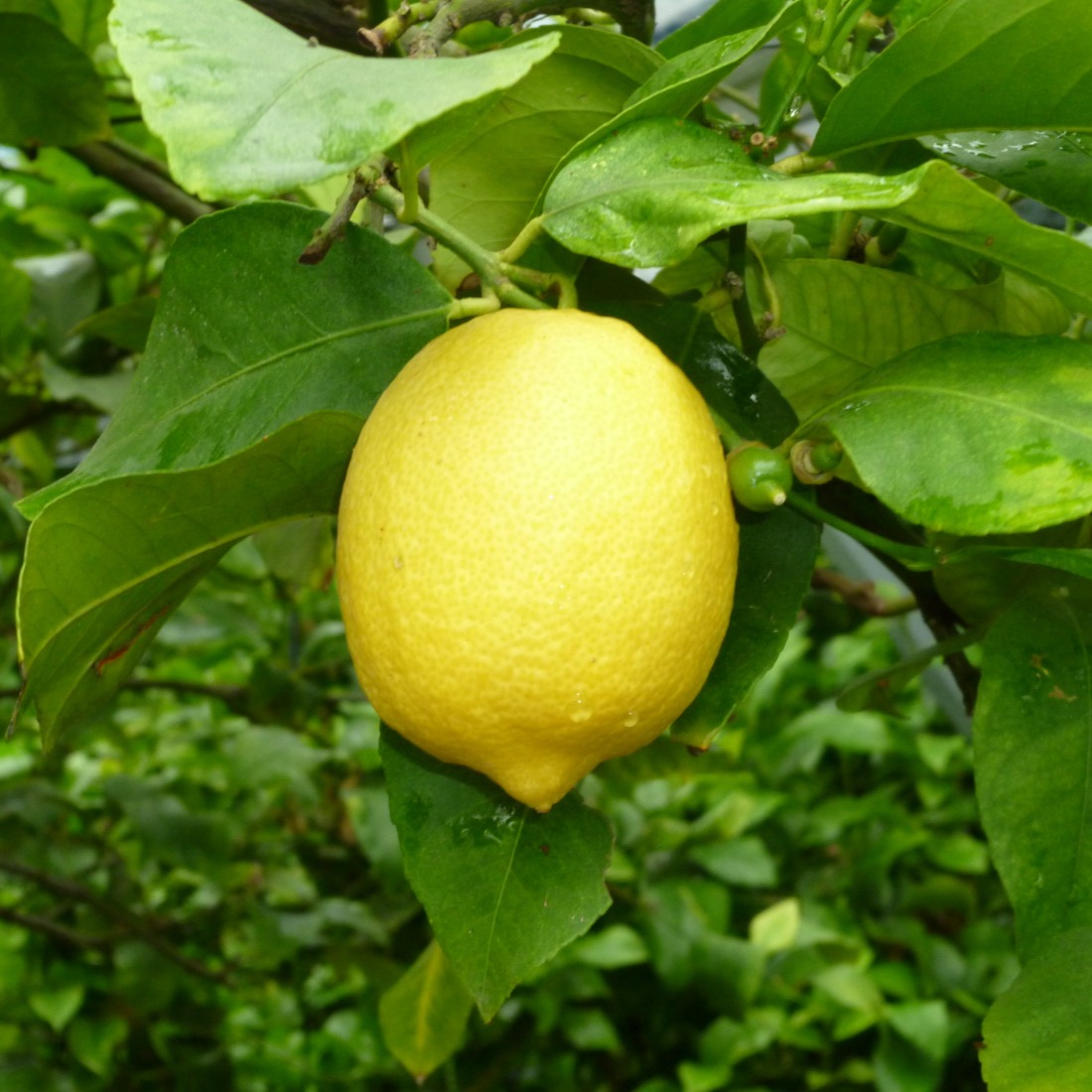 広島県産 瀬戸田レモン 1㎏ A・B混合 有機JAS法準拠栽培 | 果物/香酸