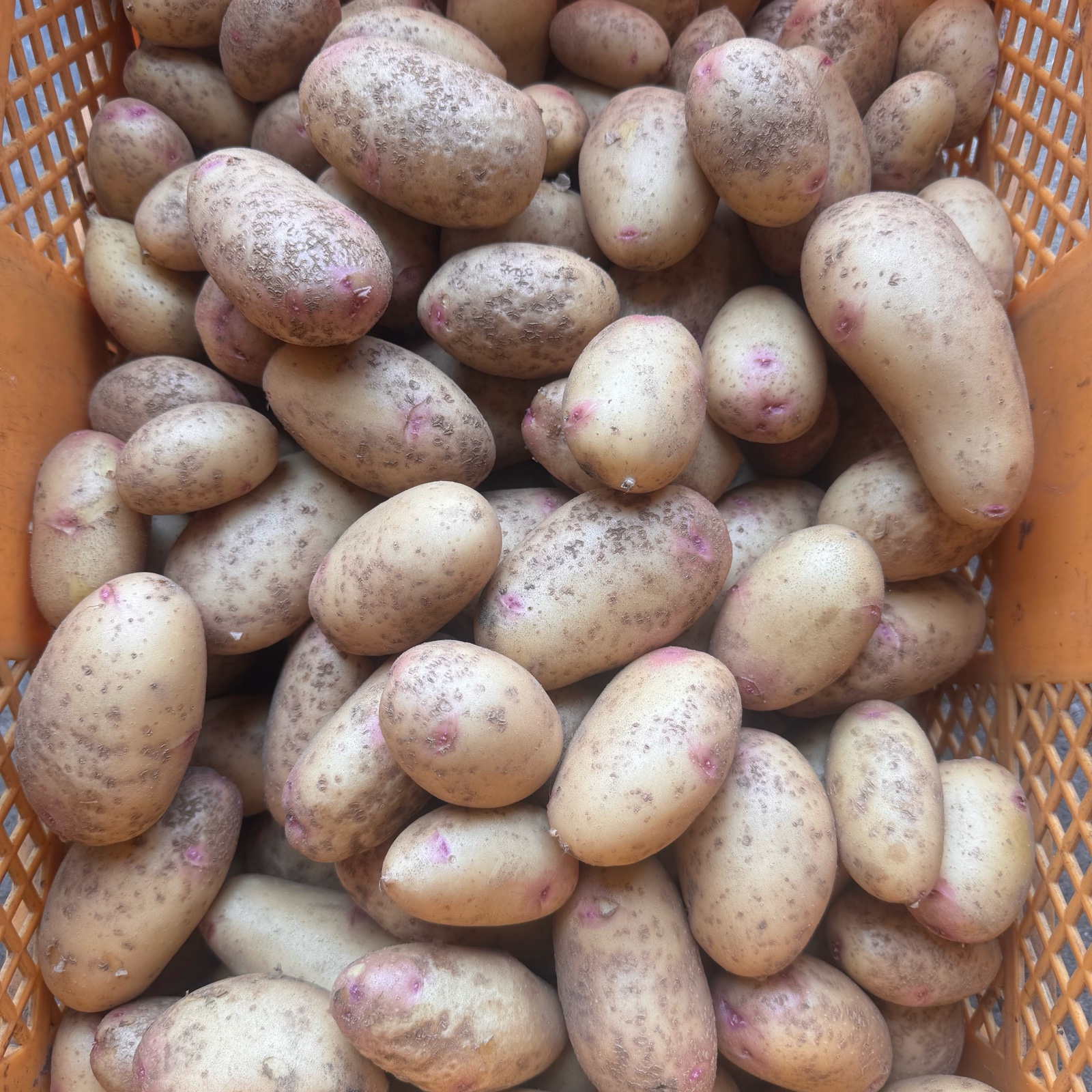 じゃがいも はるか 訳あり》無農薬じゃがいも【はるか】3kg ｜ 野菜/じゃがいも 産直