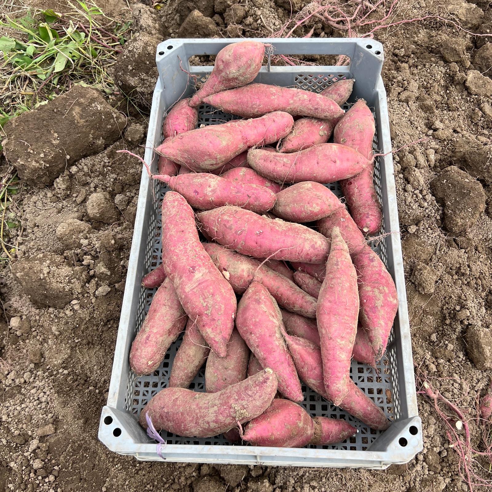 蜜たっぷり！富山県産『紅はるか』(5kg) ｜ 野菜/さつまいも 産直