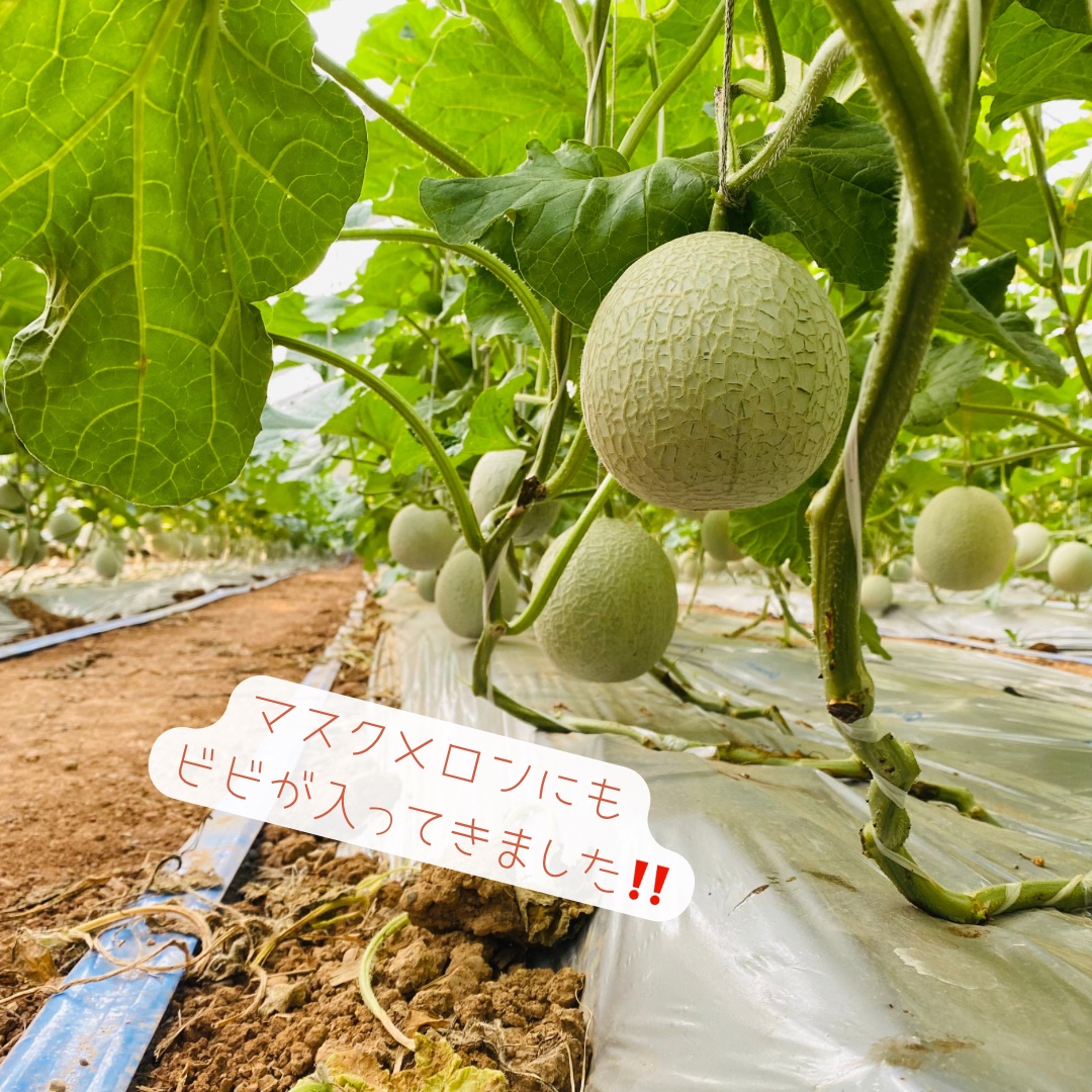 白柴農園の最新投稿「マスクメロンのひび割れ」｜産地直送の販売・育成