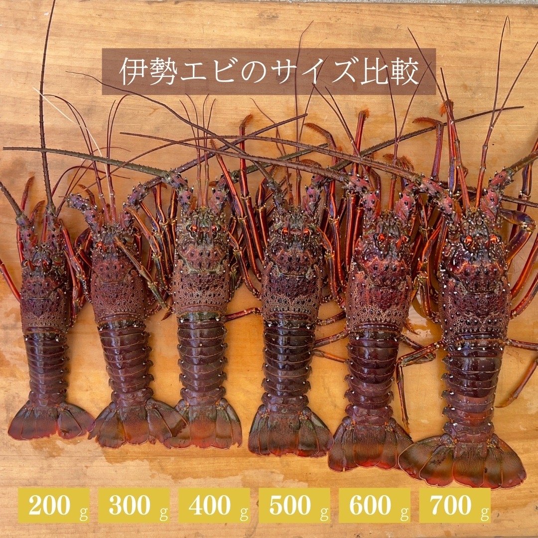 特大サイズ！伊勢エビ！1匹 600g前後 ｜ 魚介類/エビ 産直アウル 農家