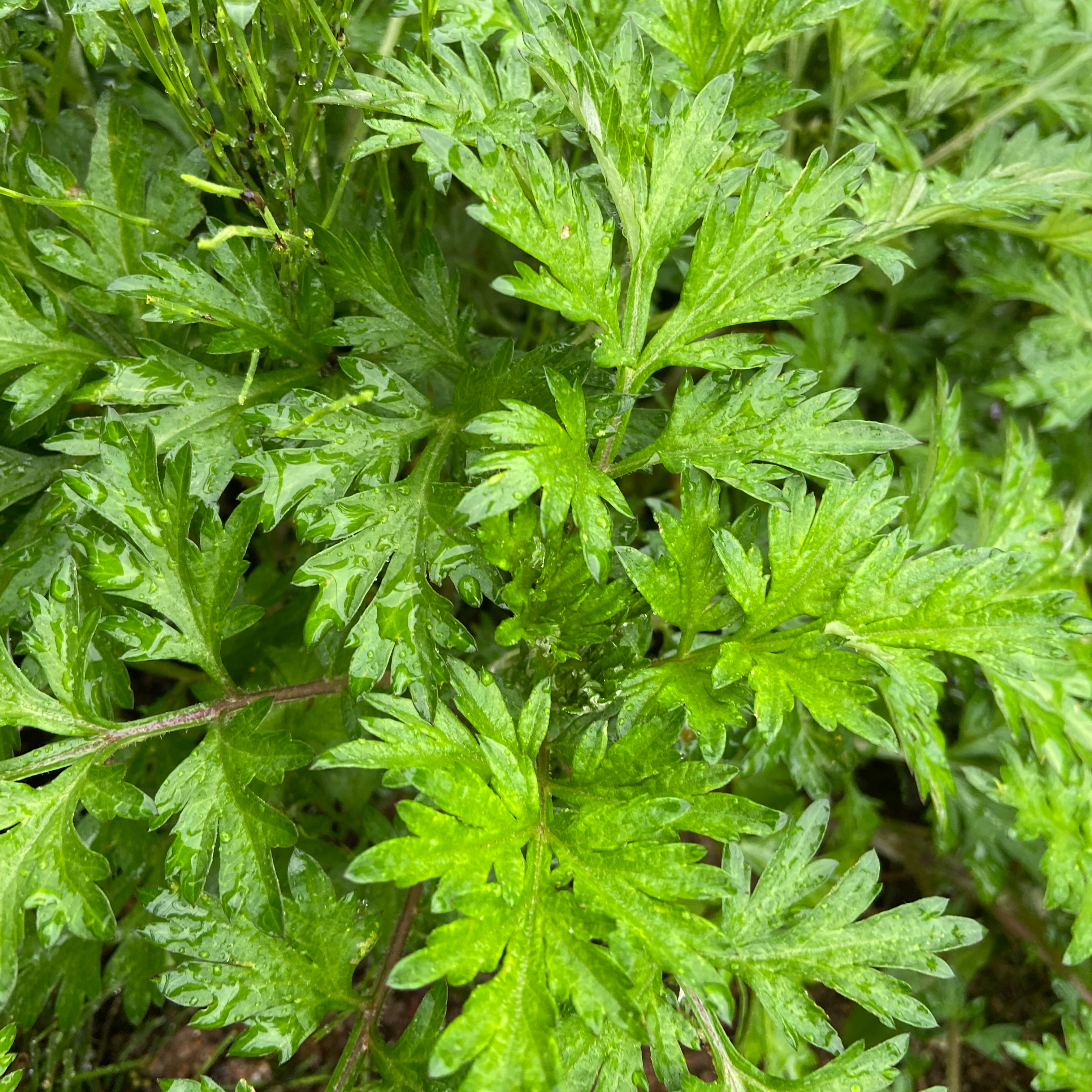 天然よもぎ【奈良県産】500g～農薬不使用の畑に自生～☆新鮮保持の