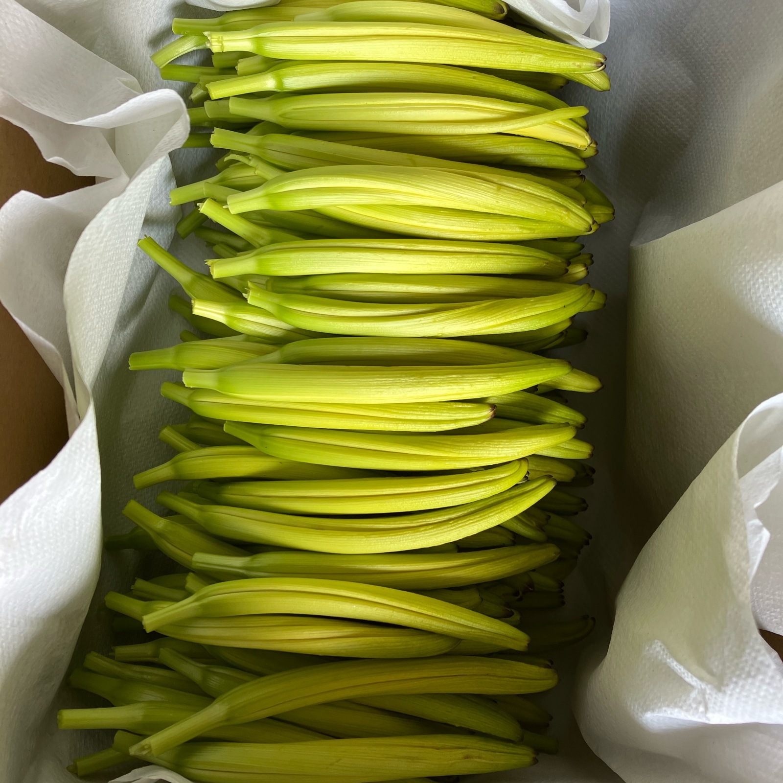 金針菜クール便　1kg 黄金金針菜（生）500g ｜ 野菜/その他野菜 産直アウル 農家・漁師など