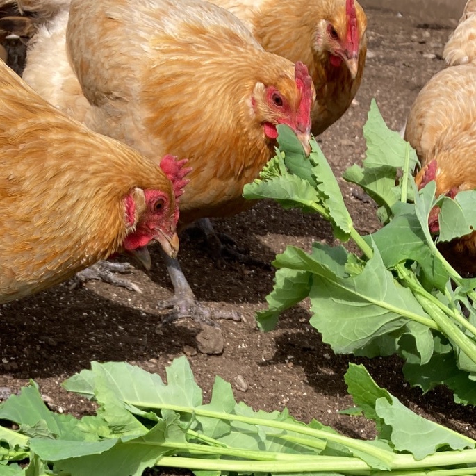 平飼い 卵 6個パック］名古屋コーチン 223EGG たまご | 卵/鶏卵 産直