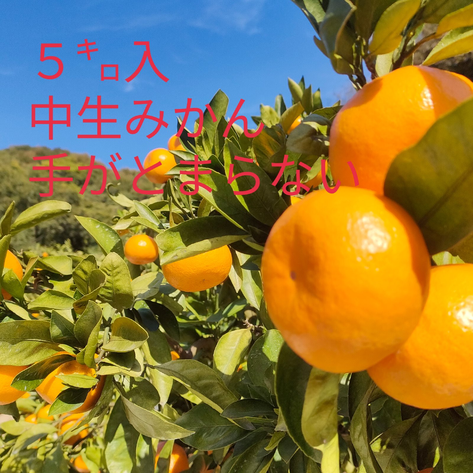 22.せとかみかん10キロ　九州〜中部まで 22.せとかみかん10キロ 九州〜中部まで 22.せとかみかん10キロ 九州