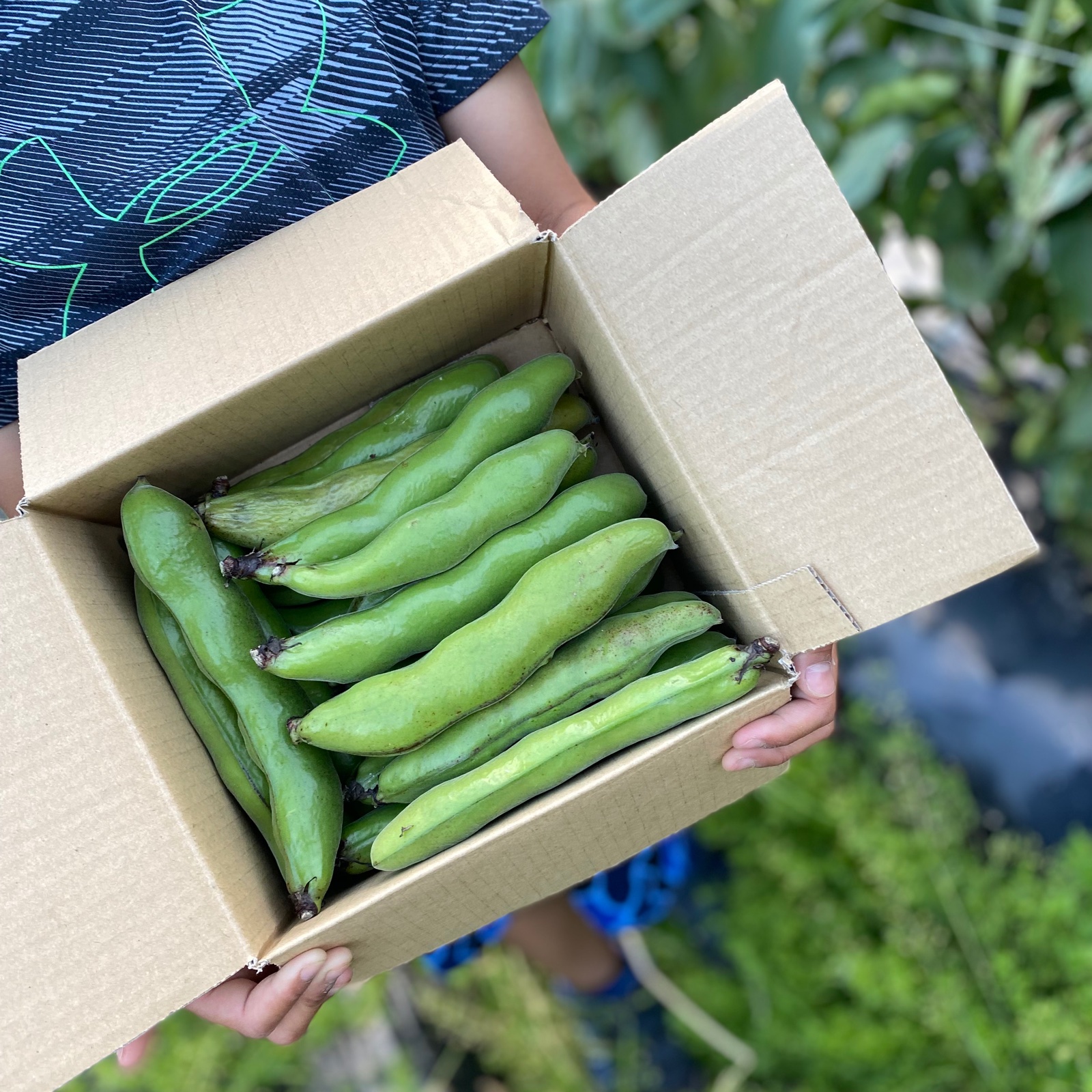 Hayashi Farmのそら豆 ｜ 野菜/豆類 産直アウル 農家・漁師など生産者