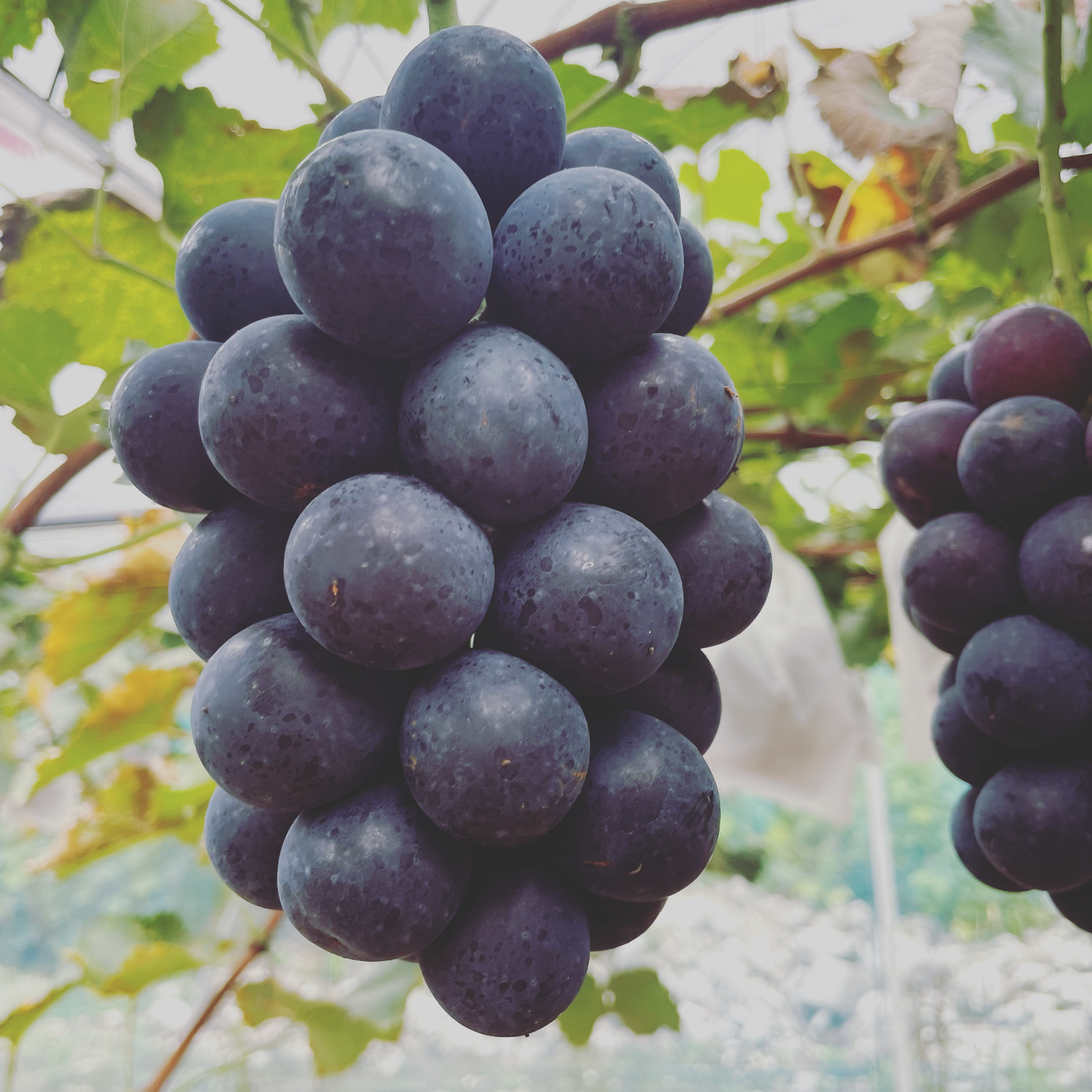 ナガノパープル4kg（岡山県産・種なし） | 果物/ぶどう 産直アウル