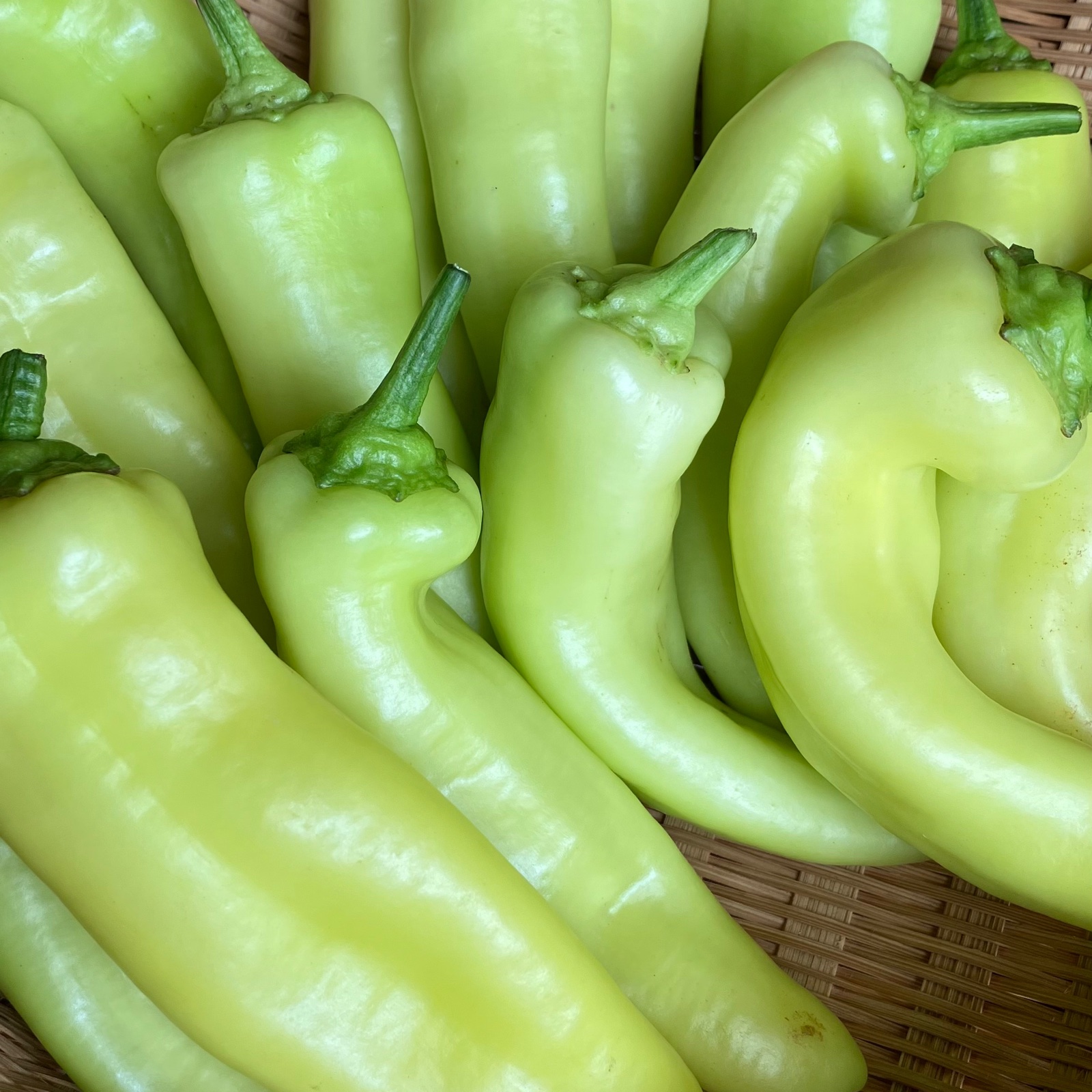 辛こしょう1kg 信州伝統野菜 | 野菜/スパイス 産直アウル 農家から直接