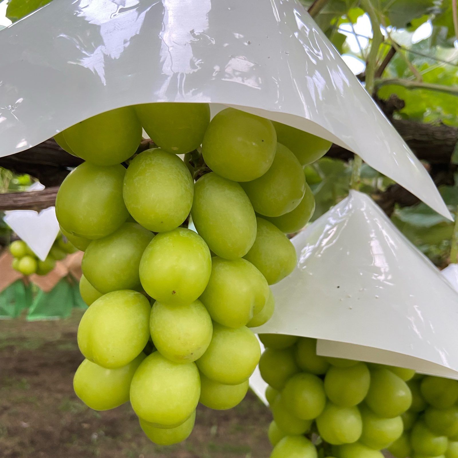 🍀こだわり夫婦のぶどう屋さん🍇（山梨県・笛吹市）｜生産者詳細｜産直