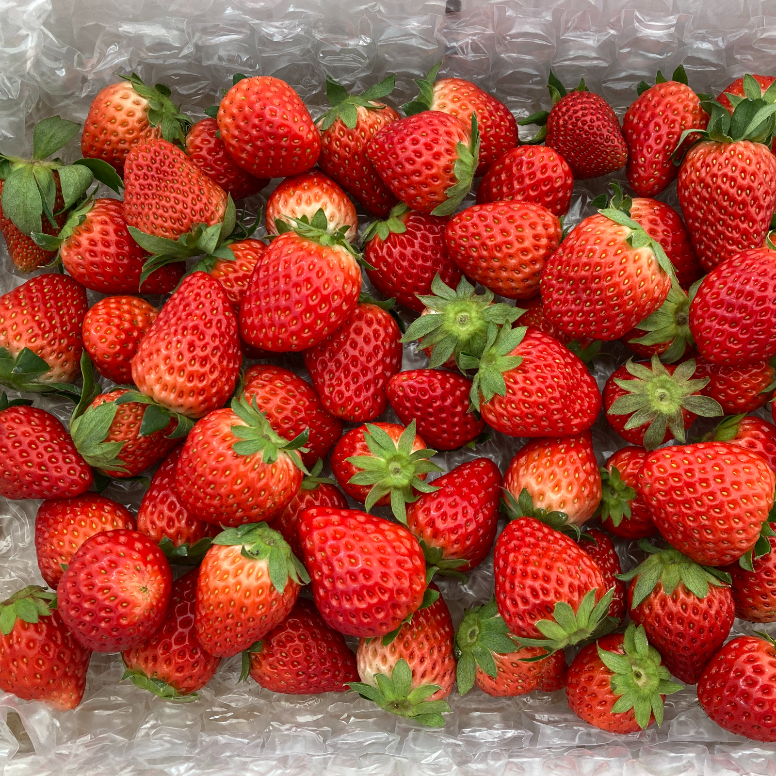 紅ほっぺ 中粒いちご (1kg) | 果物/いちご 産直アウル 農家から直接