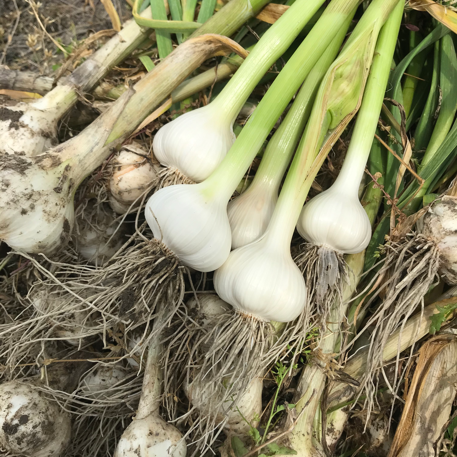 Sサイズ)フレッシュなままお届け！ 生ニンニク ｜ 野菜/にんにく 産直