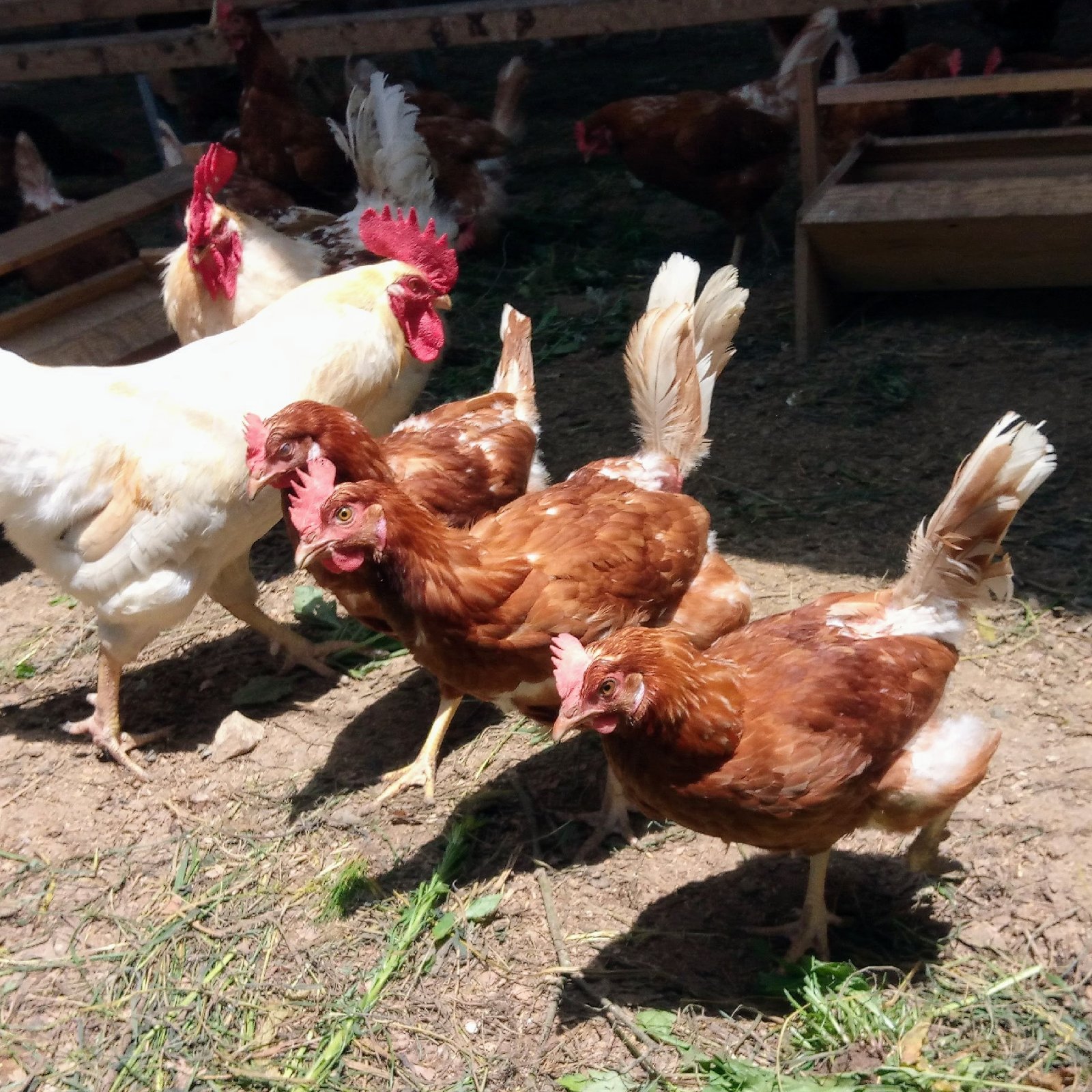 ほんまの「初卵」40個(Sサイズ卵) | 卵/鶏卵 産直アウル 農家から直接