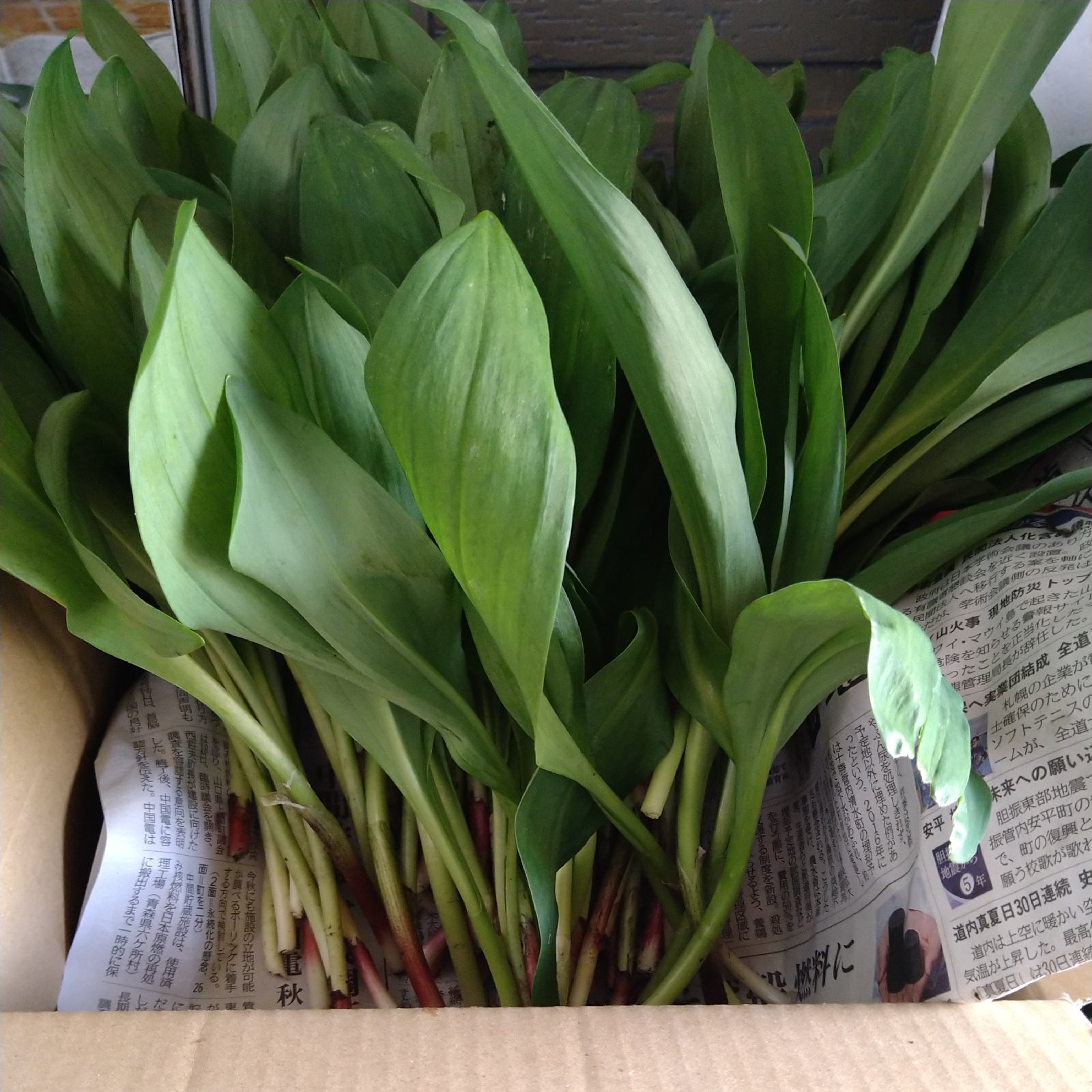 大特価】天然行者にんにく800g | 野菜/山菜 産直アウル 農家から