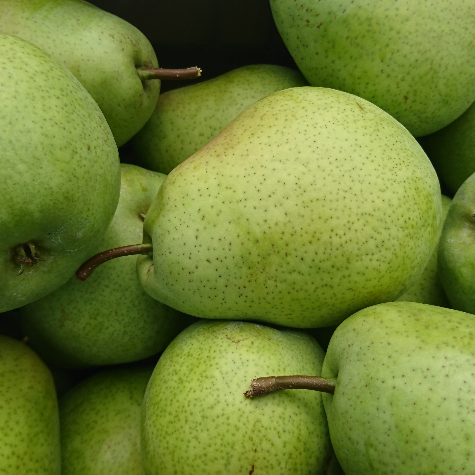 フレミッシュビューティ 3キロ8玉 | 果物/梨 産直アウル 農家から直接