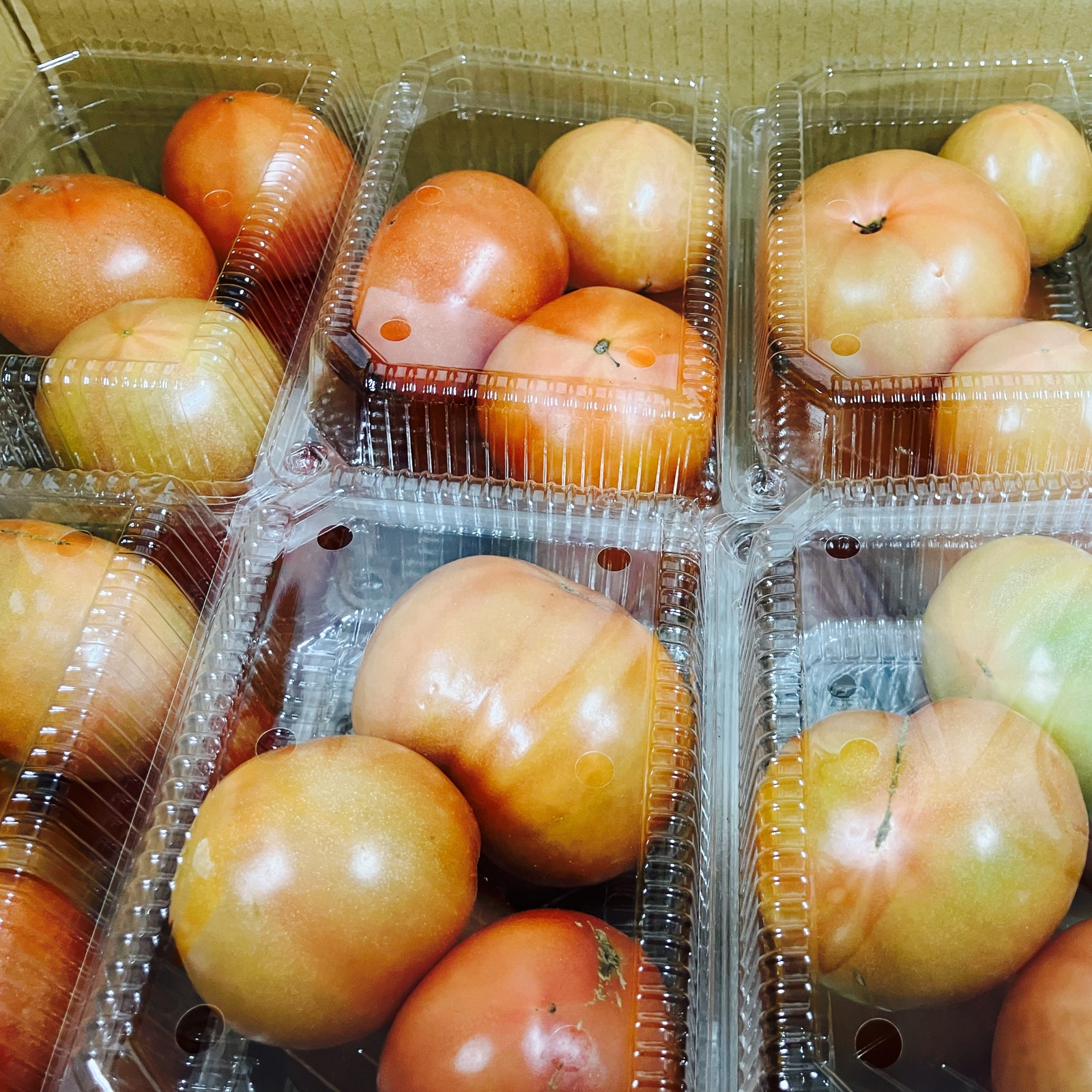 規格外 訳あり商品】熊本県産 トマト 訳あり 箱込み 約10キロ【003