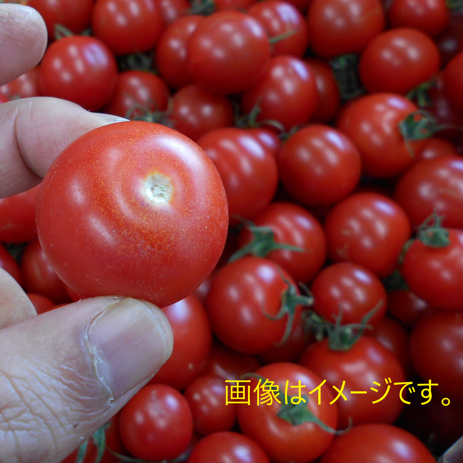 島根県産☆ 訳あり完熟フルーツトマト 笑ちゃんトマト 1kgバラ入り