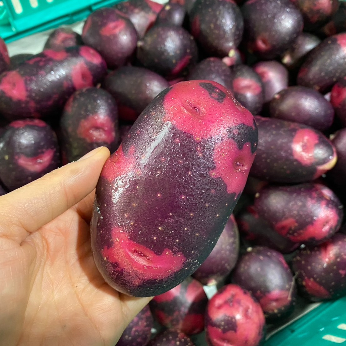 見た目も味も刺激的☆掘りたてデストロイヤー 1.8kg ｜ 野菜