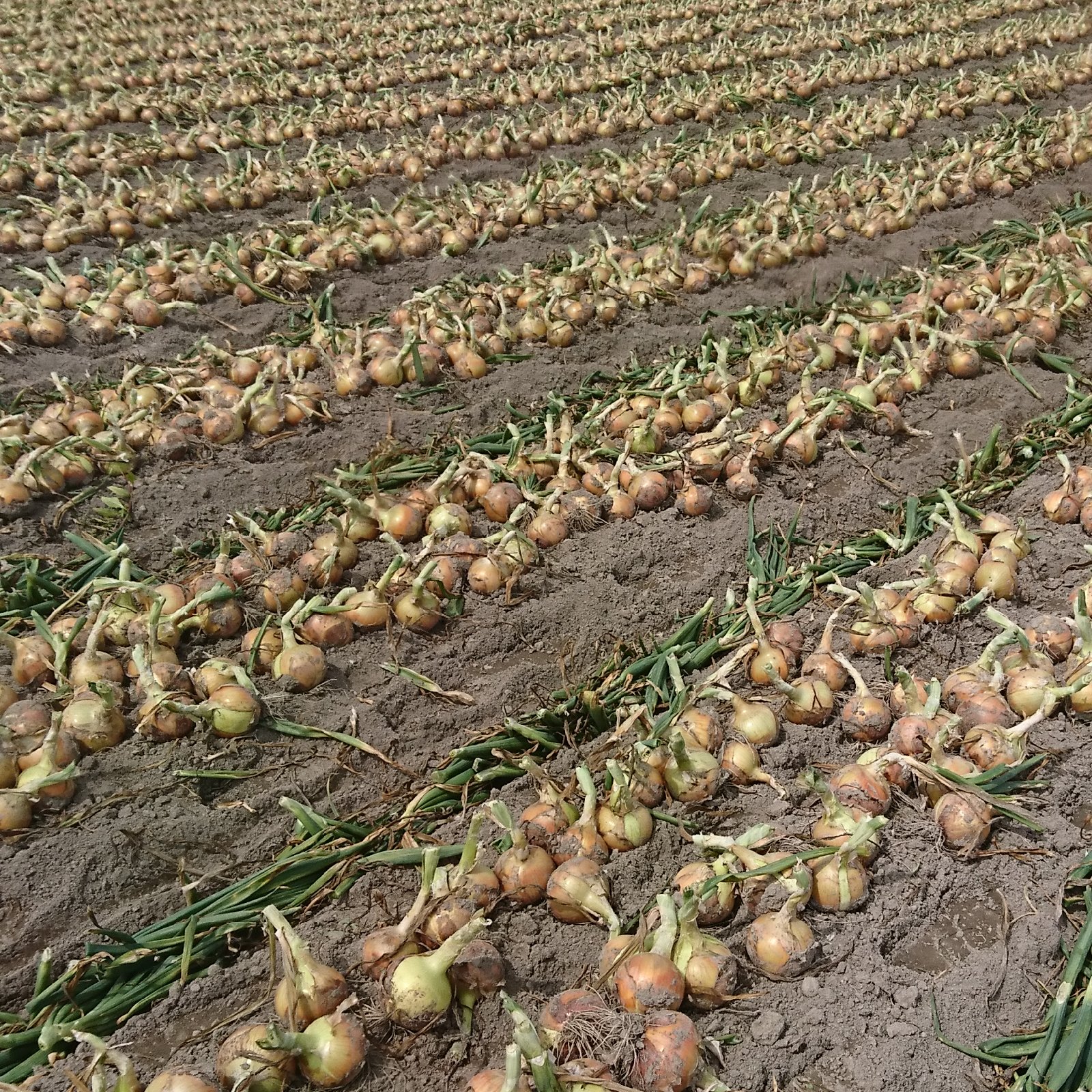 淡路島玉ねぎ 秀品 4.5kg (中生 ターザン) | 野菜/玉ねぎ 産直アウル