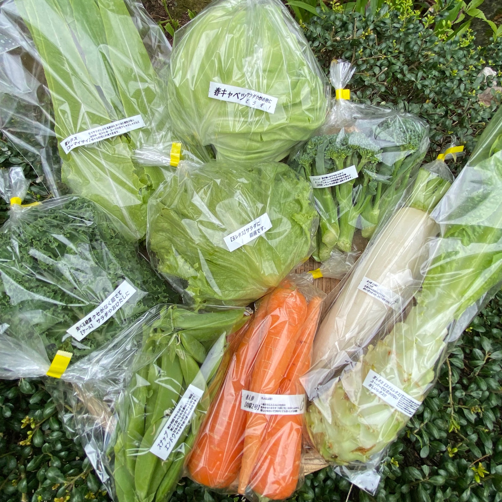 カラダが喜ぶ!!旬の無農薬お野菜セット7~8種類（おまかせ60） ｜ 野菜