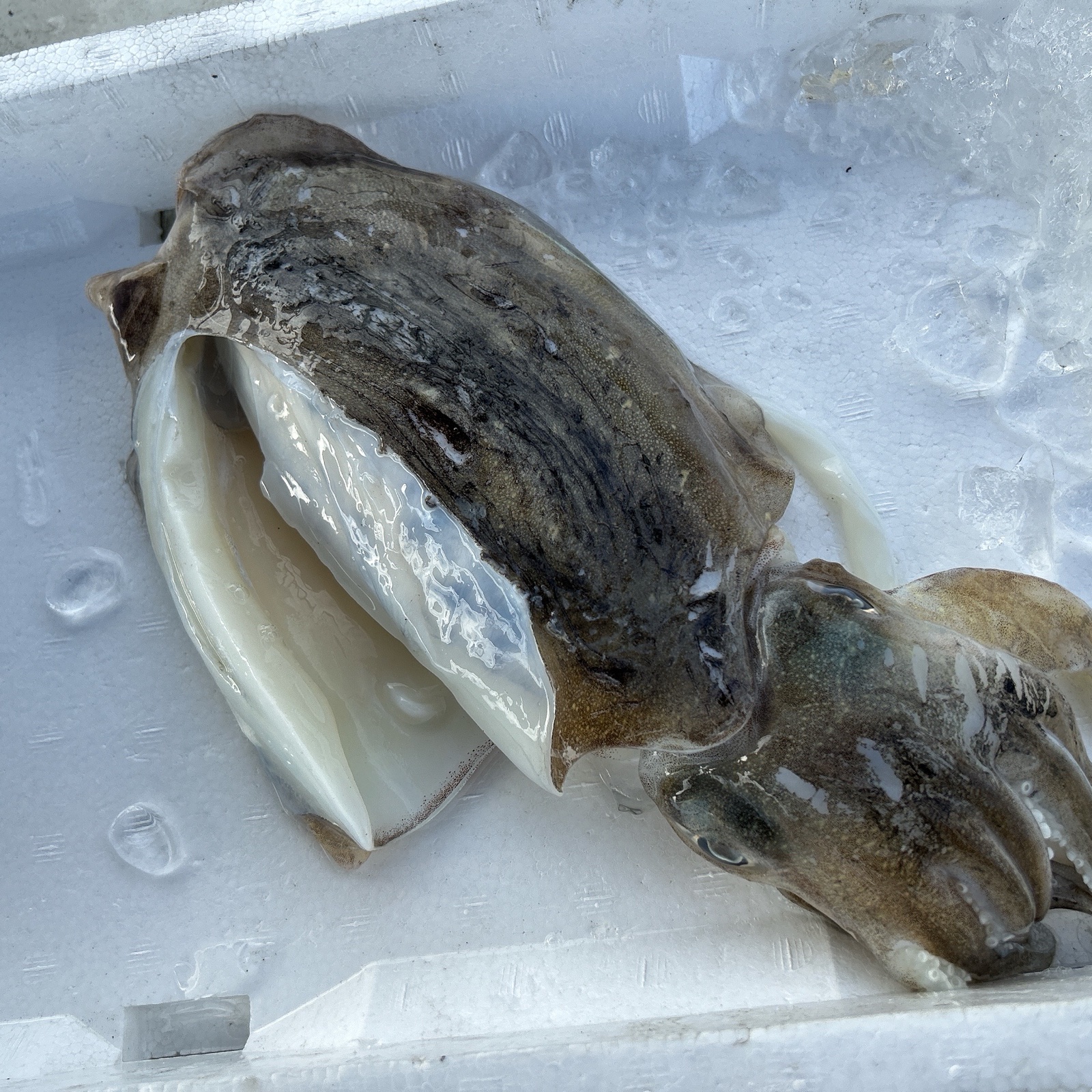 紋甲イカ　ハート 紋甲イカ ハート