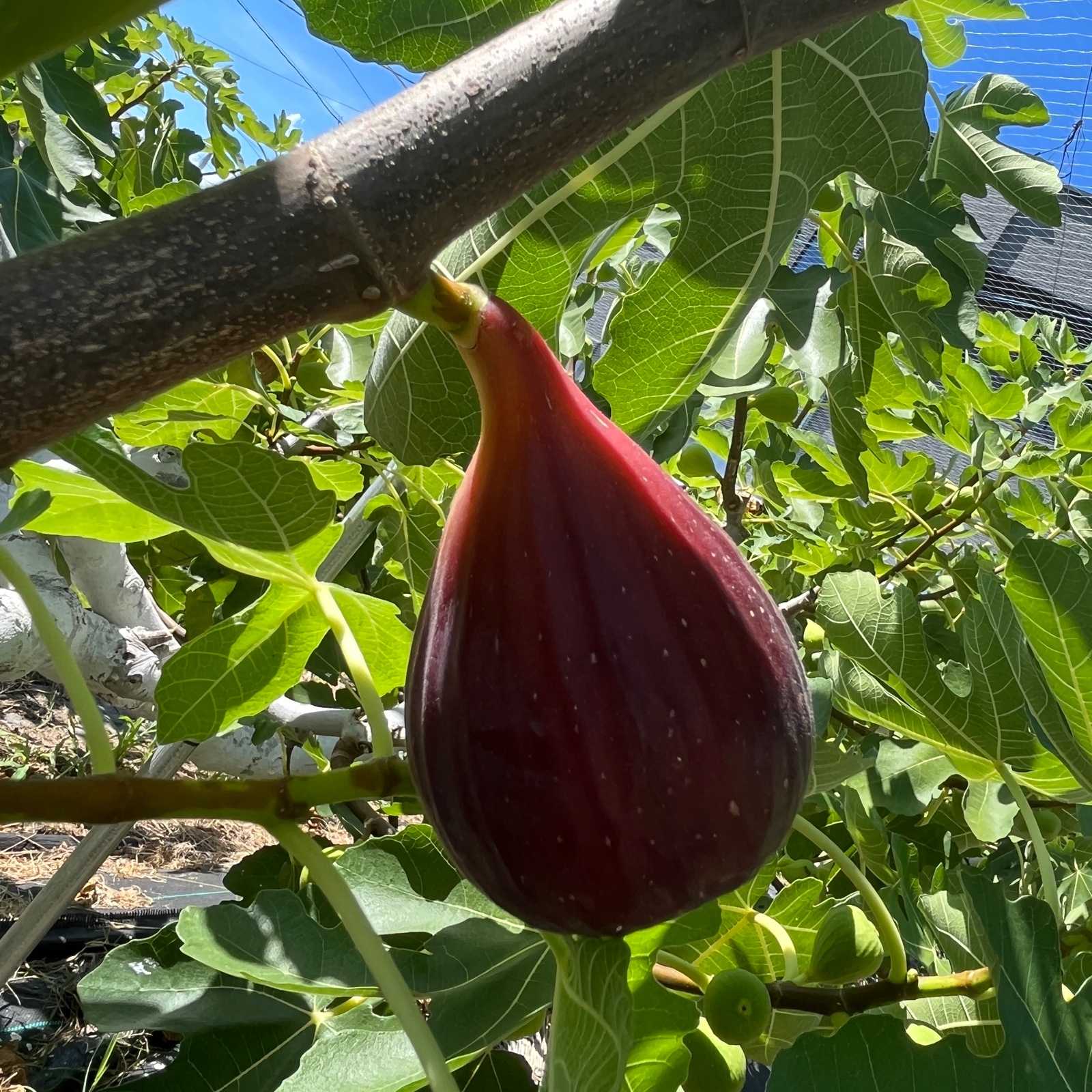 冷凍無花果5パックセット 2kg✖️5パック 【公式直販】サイト