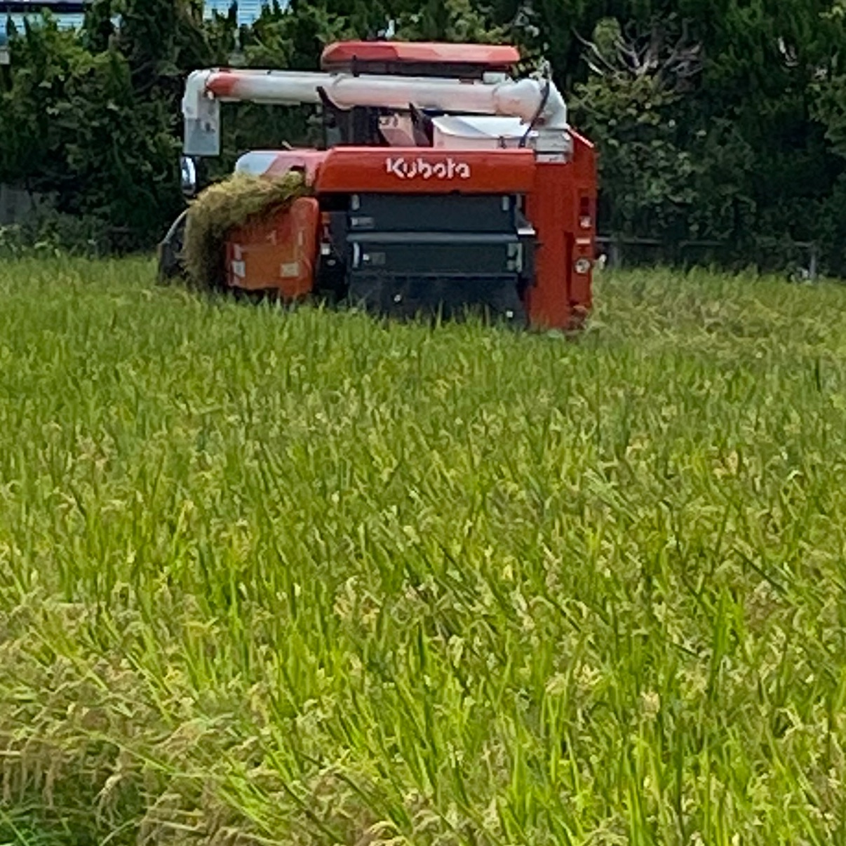 R7年産 新米 群馬県産 にじのきらめき 30キロ 玄米 送料込 30kg ④