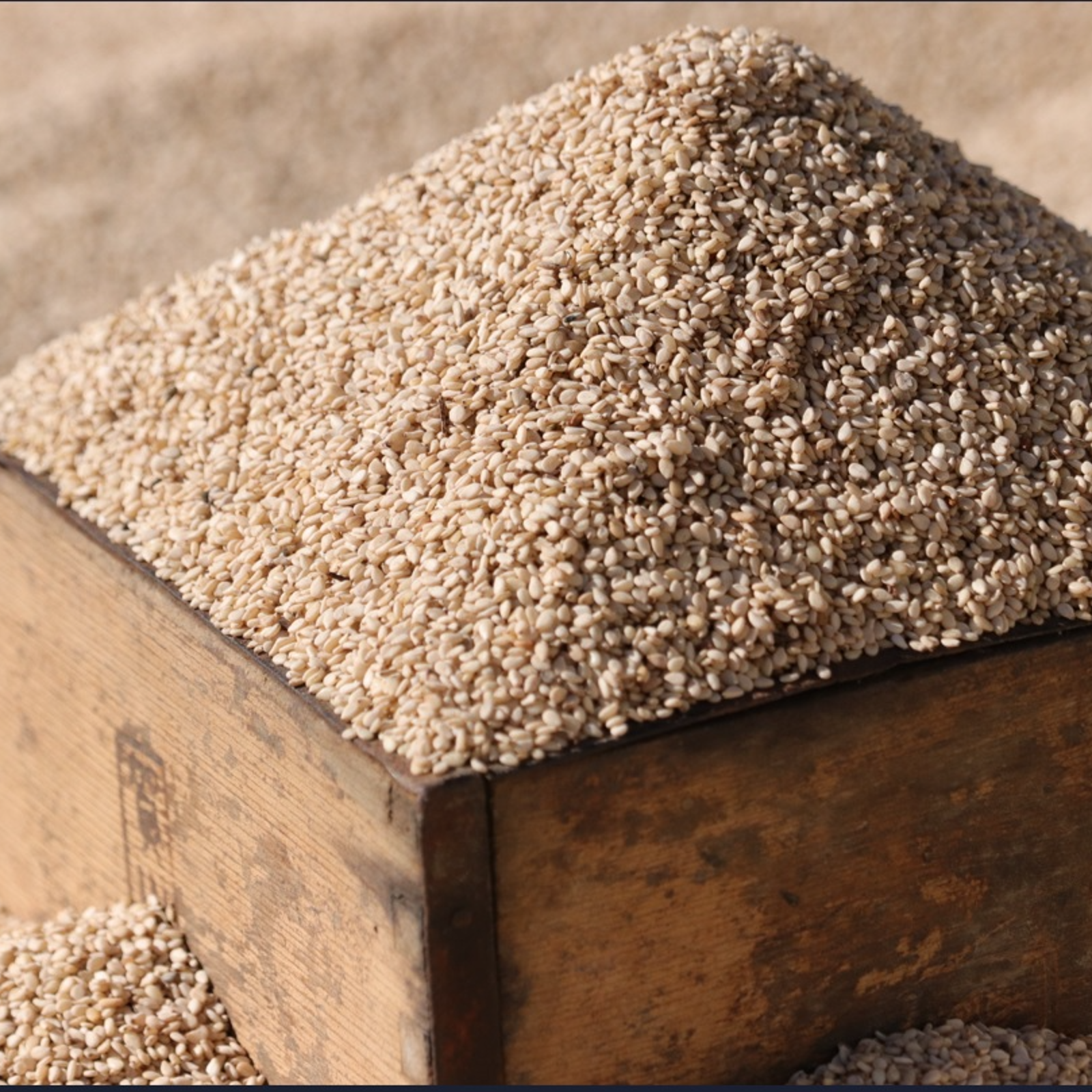 国産自給率0.1%の逸品】香り高い国産白ごま！(洗い胡麻) | 野菜/ゴマ