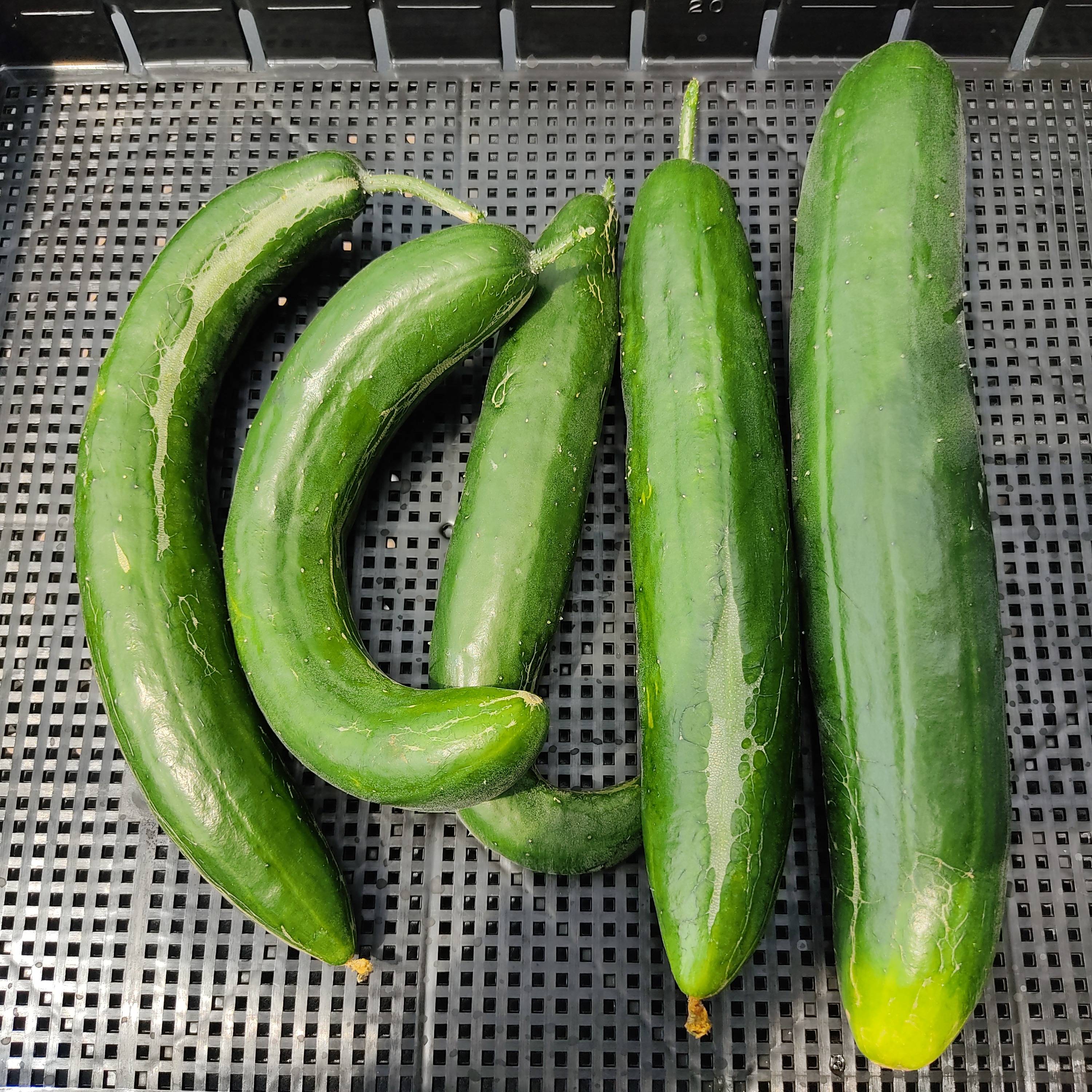 訳あり・規格外！朝採れ！みずみずしい旬のキュウリ 約2.5kg