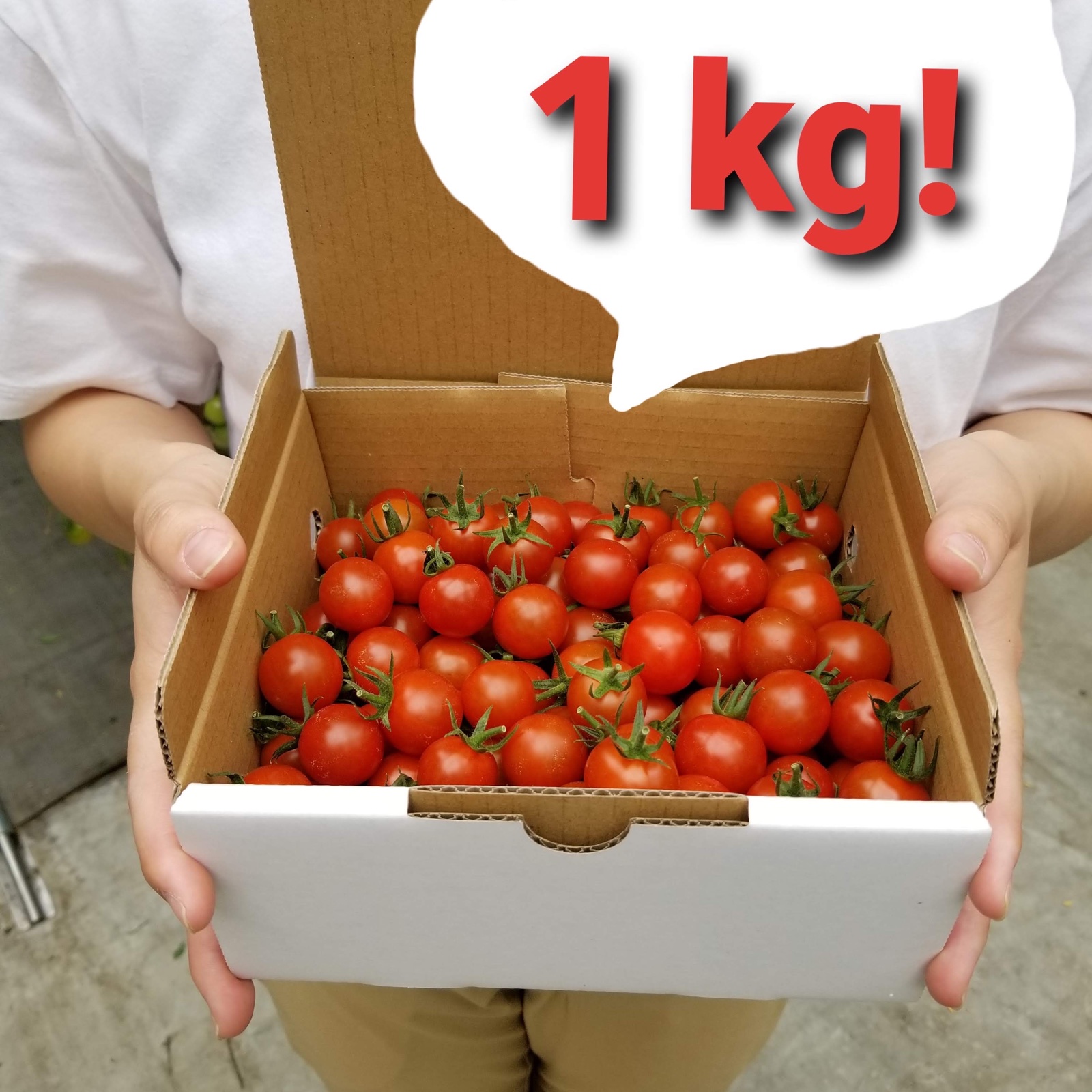 塩ミニトマト】ソルトマちゃん1kg ｜ 野菜/トマト 産直アウル 農家 