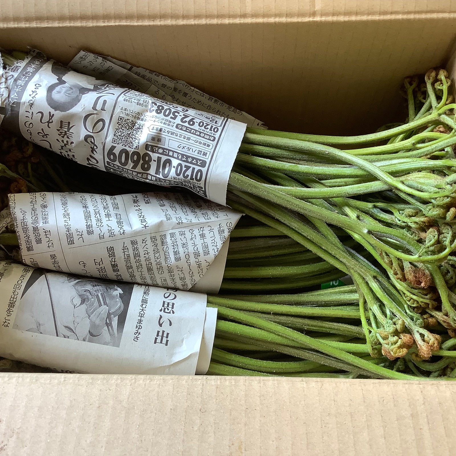 ワラビ ｜ 野菜/山菜 産直アウル 農家・漁師など生産者から直接野菜