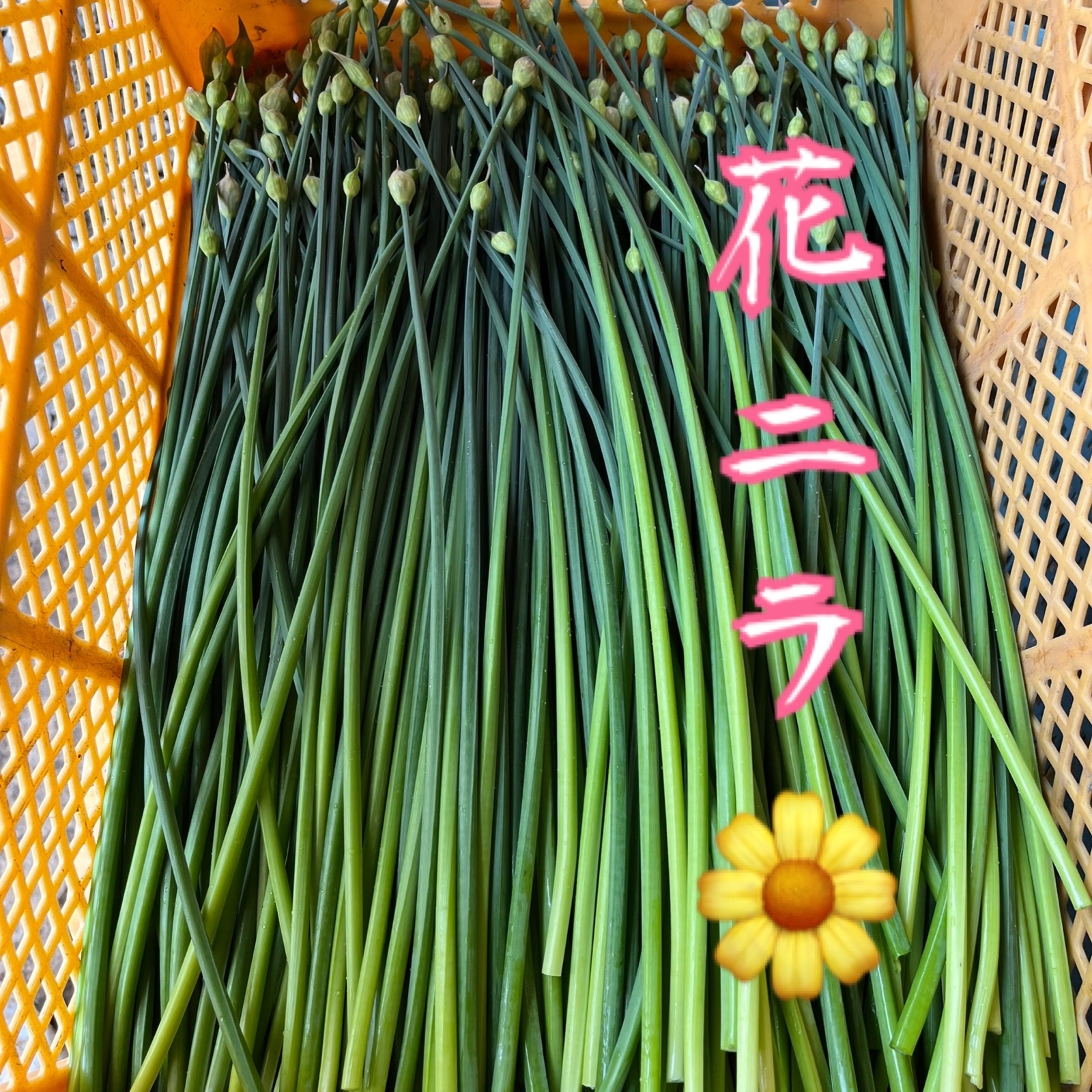 太く長い花ニラ500g | 野菜/ニラ 産直アウル 農家から直接野菜などの