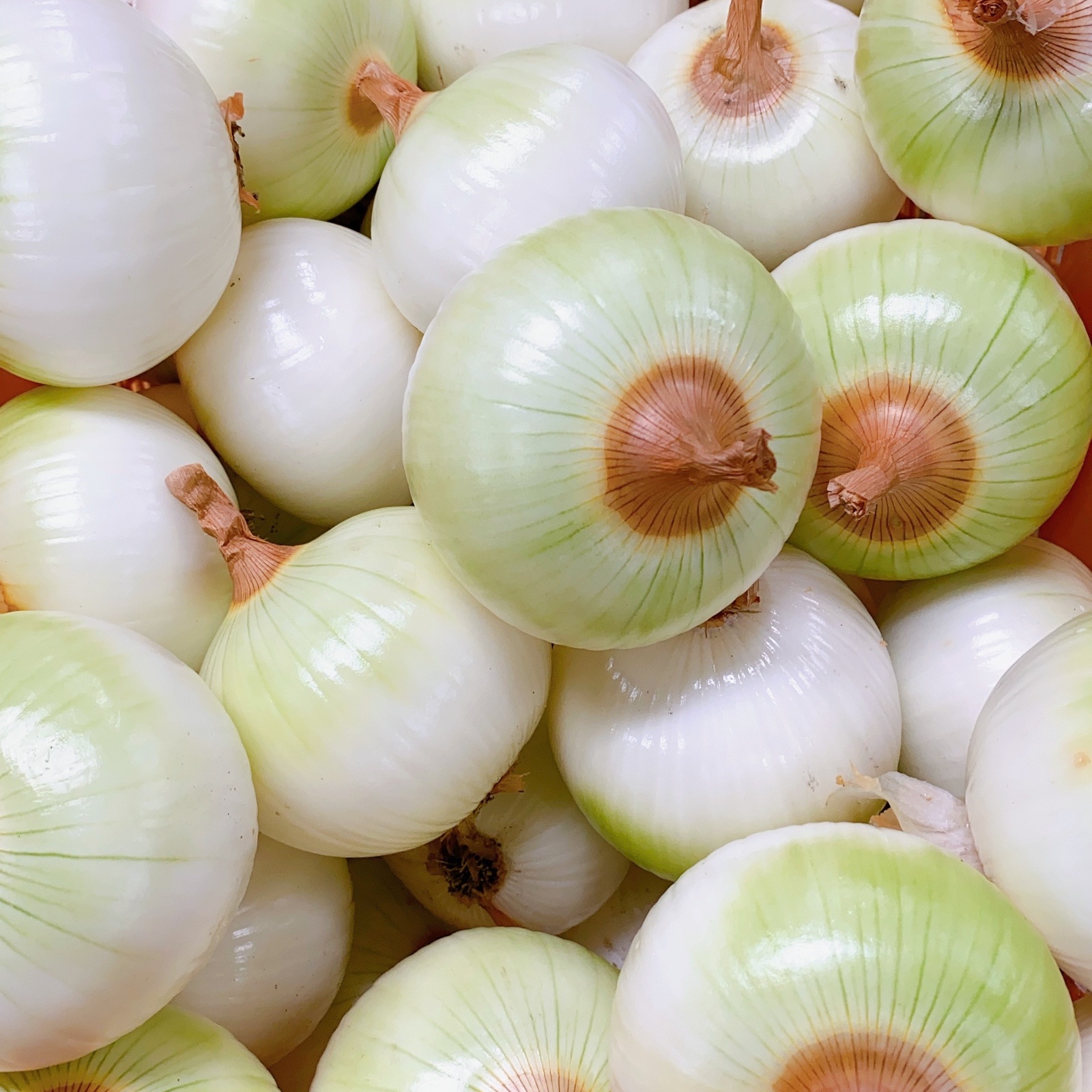 飲食店様向け】「白ムキ淡路島玉ねぎ20㎏約60～80玉」 | 野菜/玉ねぎ