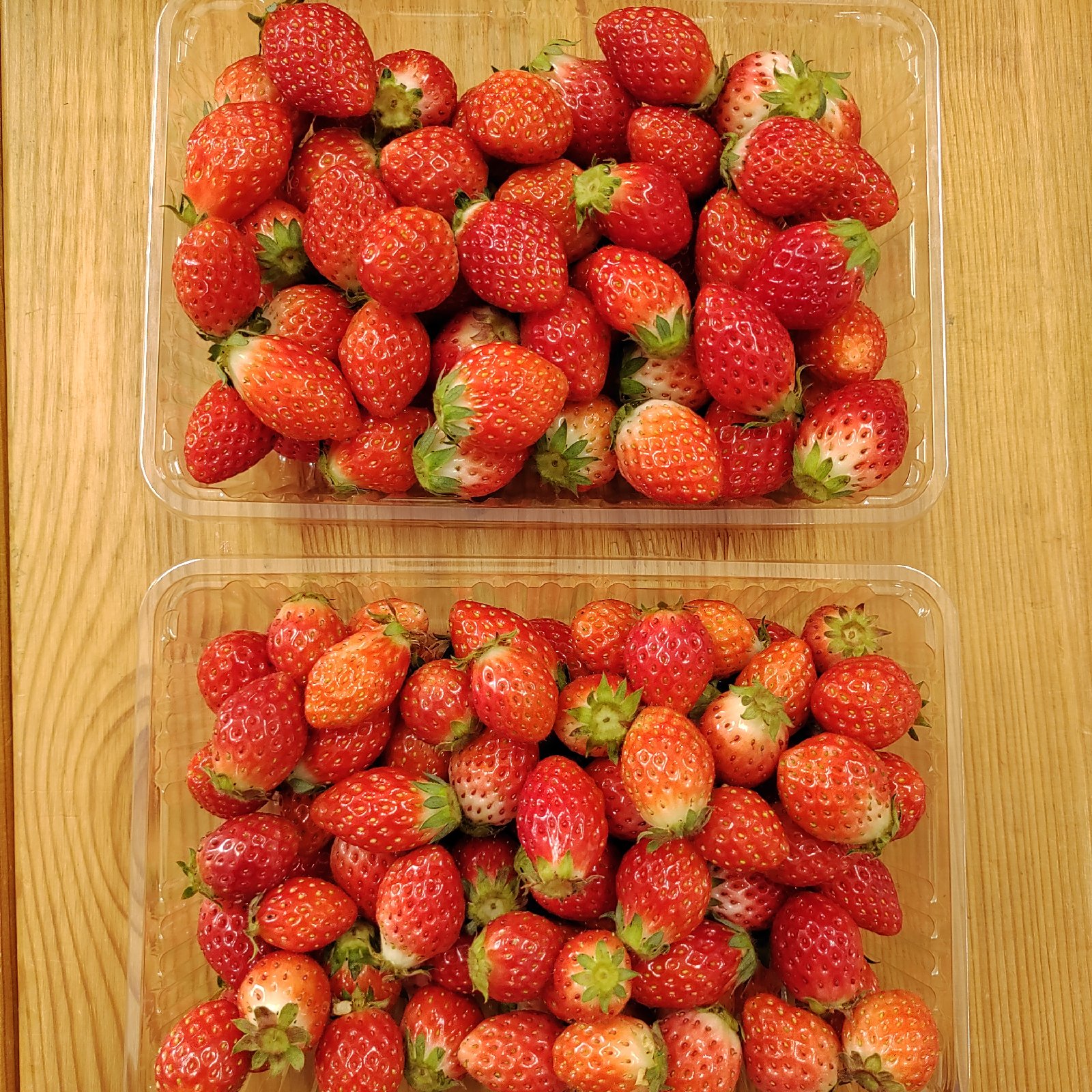 とちおとめ出品 極小粒と小粒とちおとめのセット | 果物/いちご 産直アウル 農家