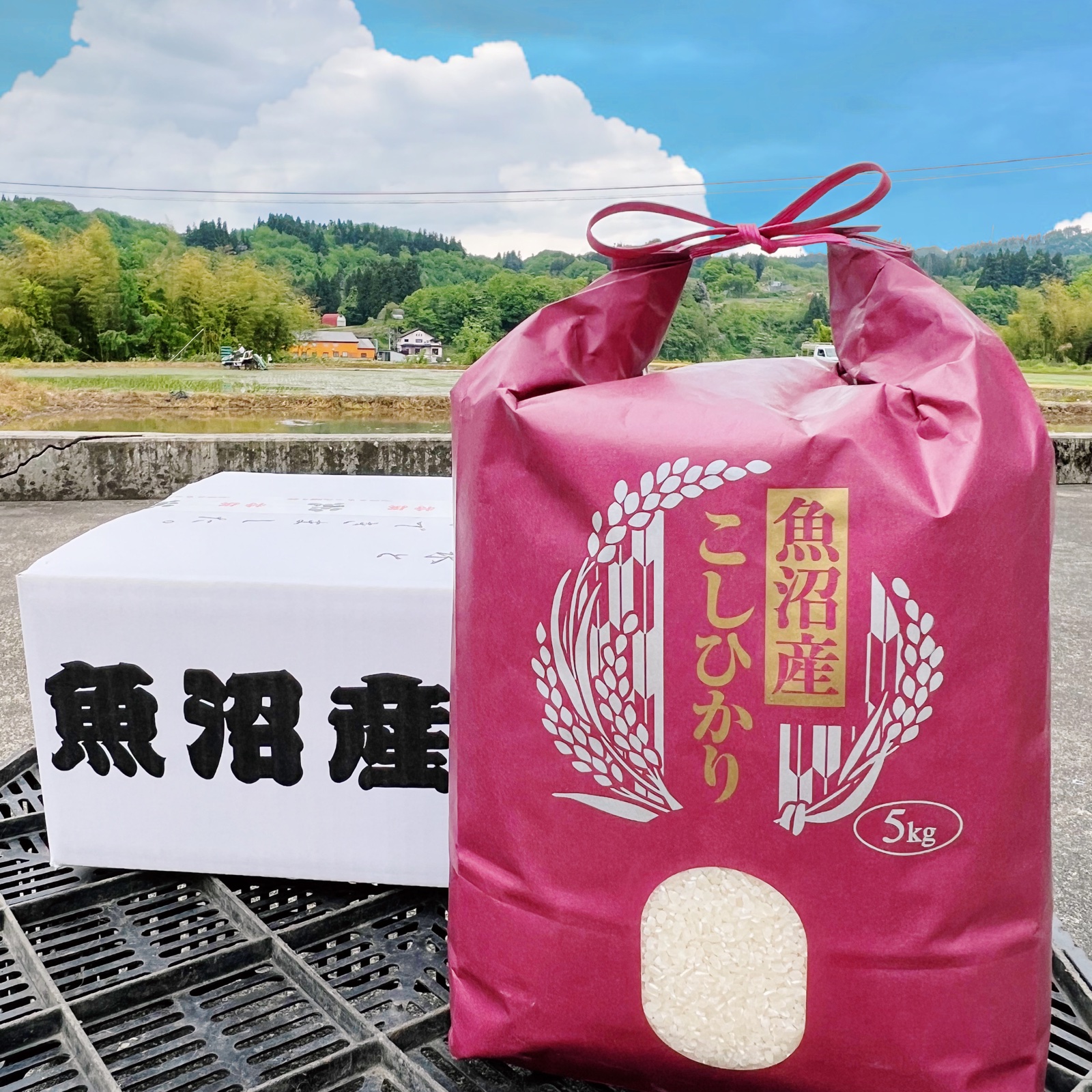 令和5年産 魚沼産コシヒカリ5Kg《北海道、九州、沖縄在住の方》 ｜ 米