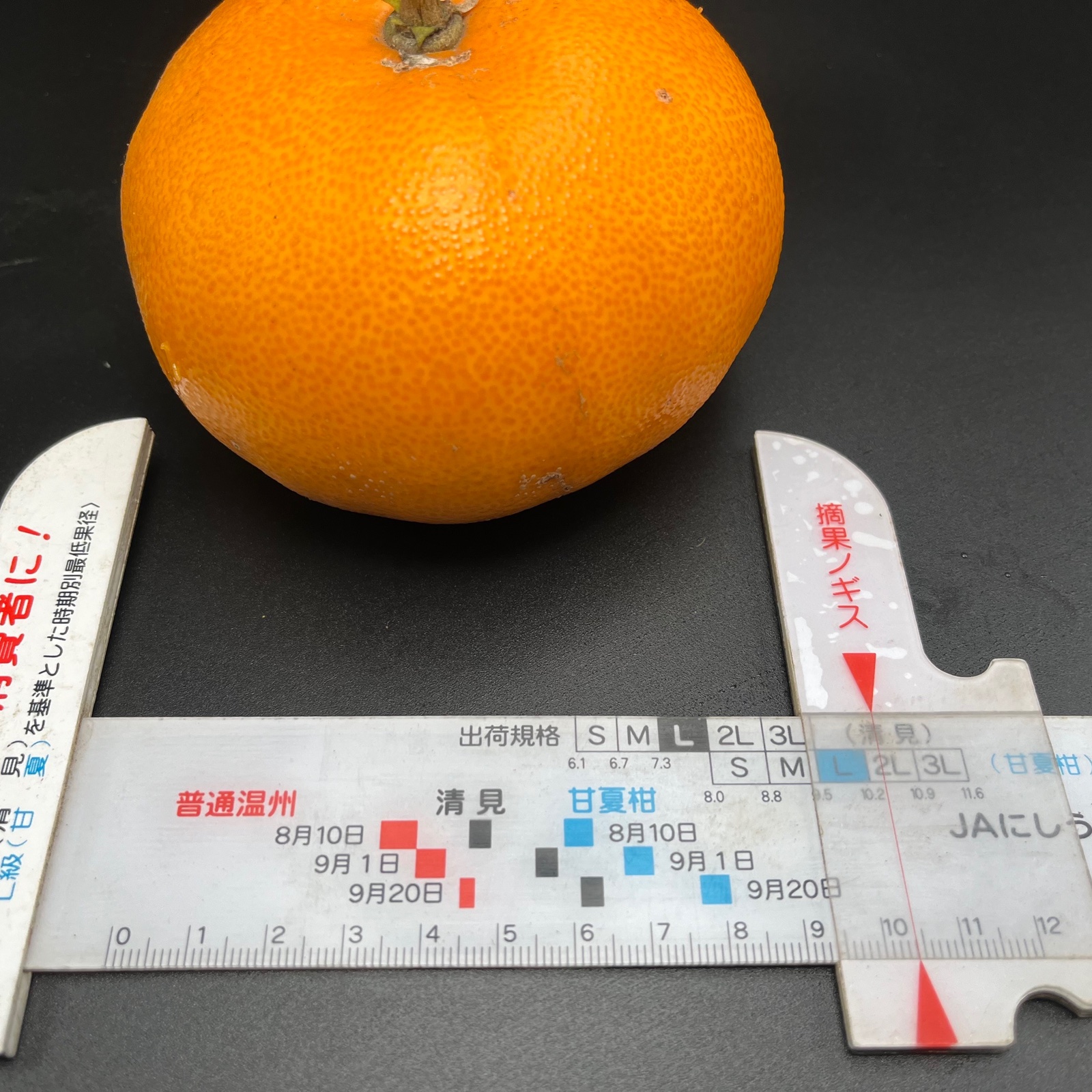 予約商品】せとかの大王8キロ○果汁タップリトロける柑橘○家庭用