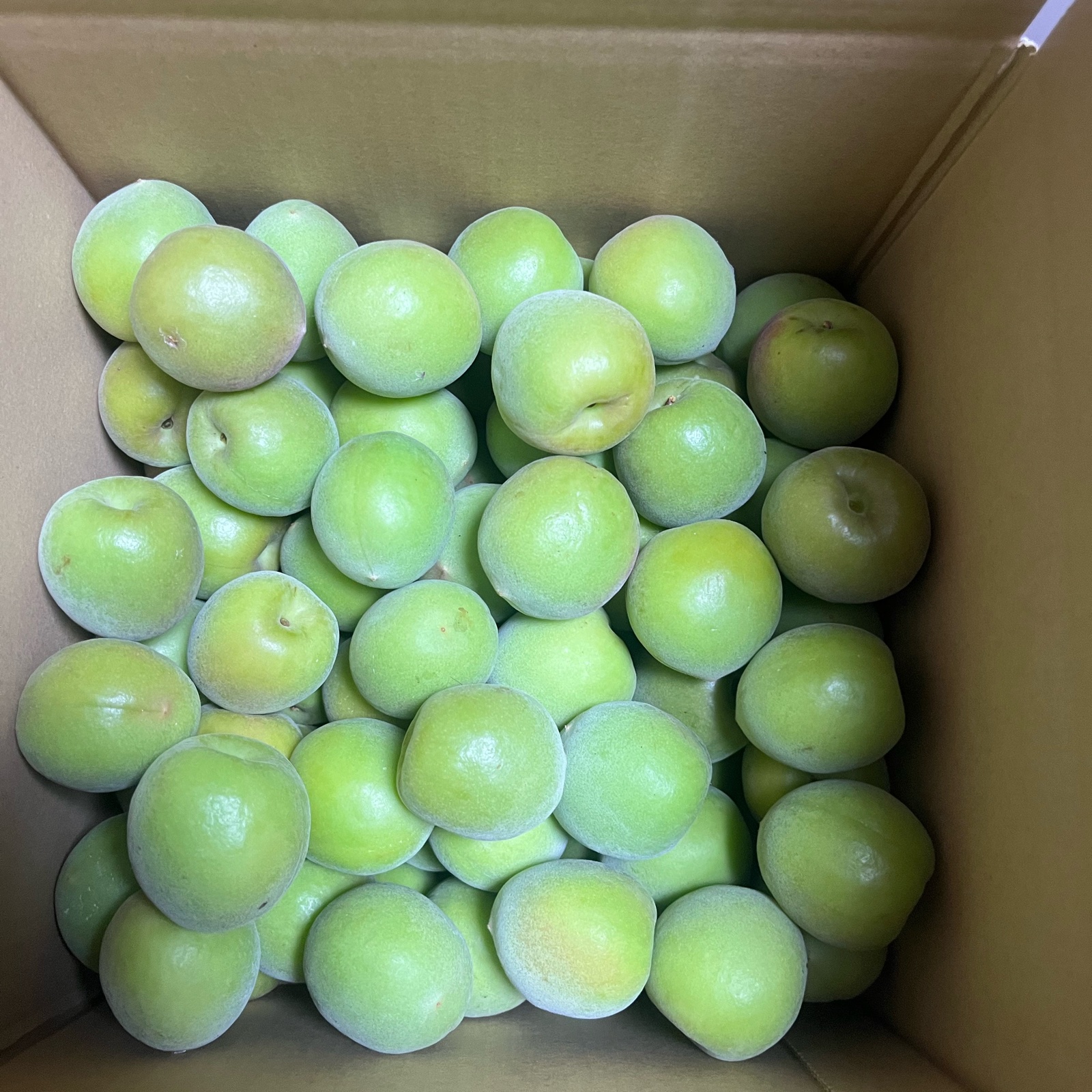 一個限定】朝どり 青梅 2kg 南高梅 ｜ 果物/青梅 産直アウル 農家