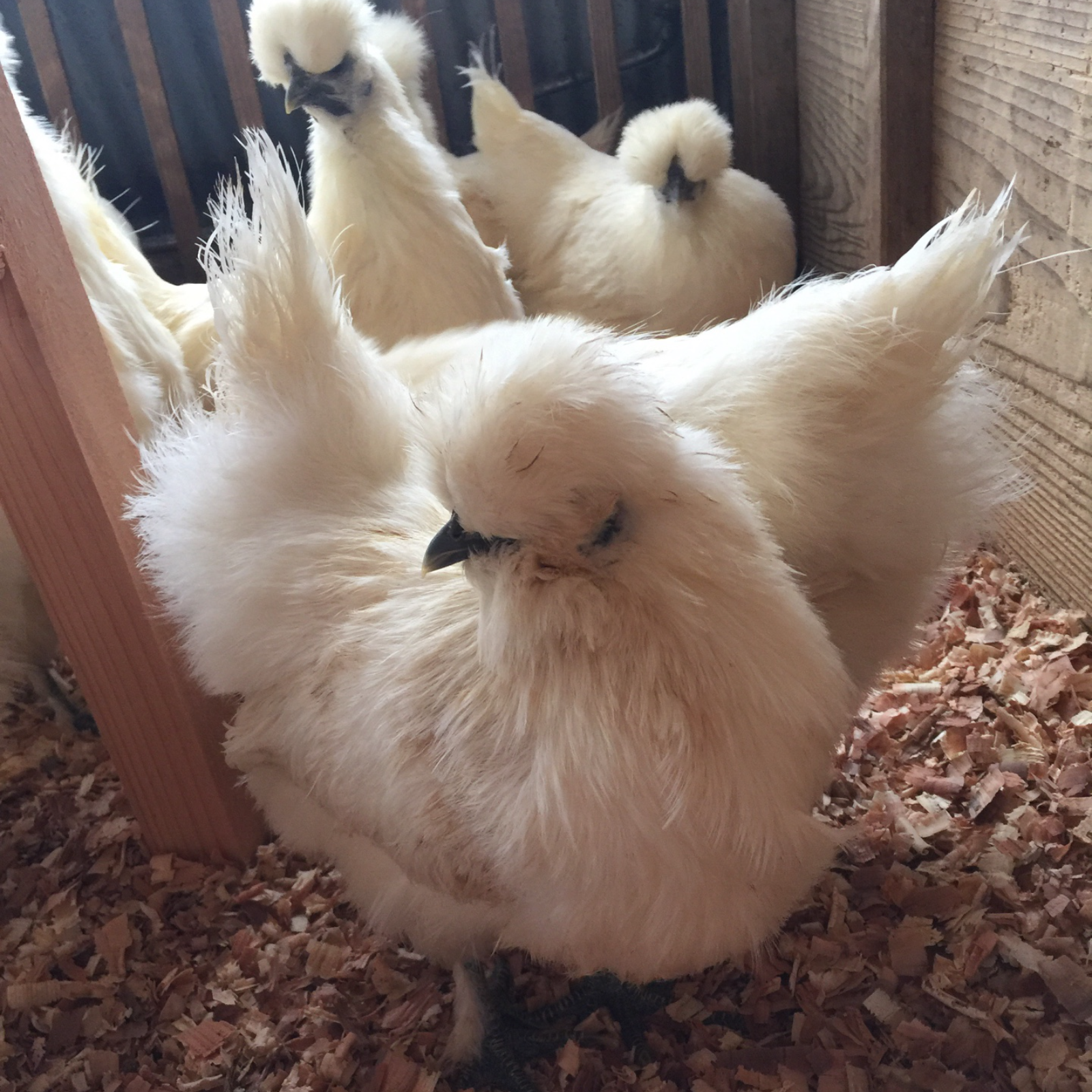 平飼い烏骨鶏の卵40個（割れ保証込み） | 卵/鶏卵 産直アウル 農家から