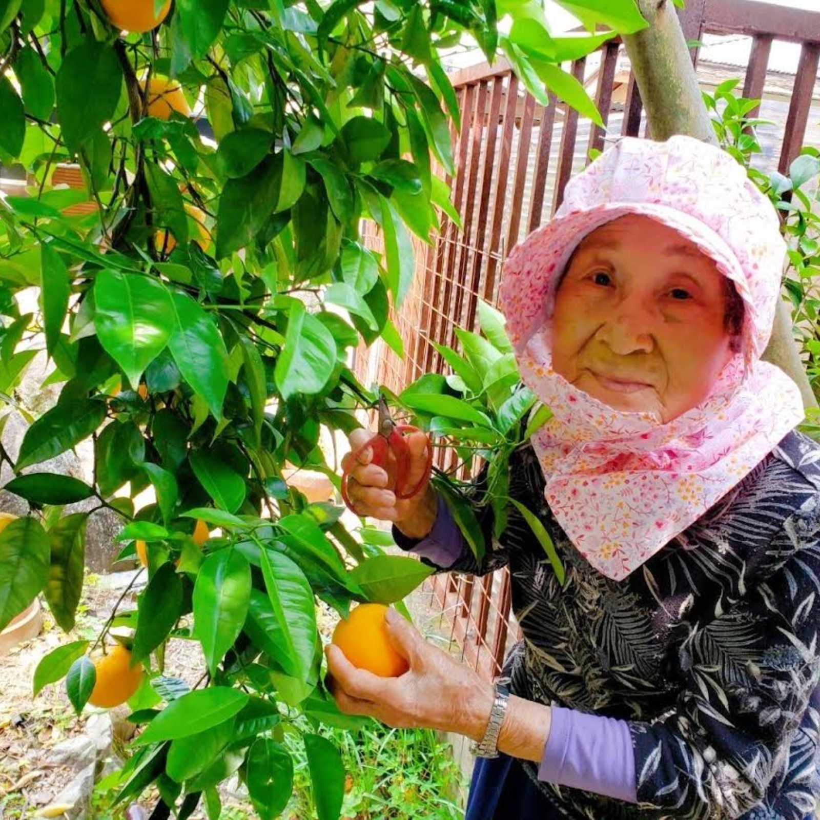 10kg 和歌山県　みかん　絶対お得 紀州みかん